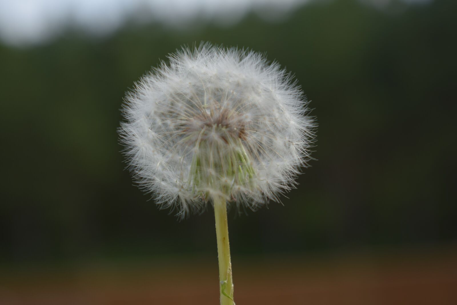 Nikon D5300 sample photo. Dandelion, nature, flora photography