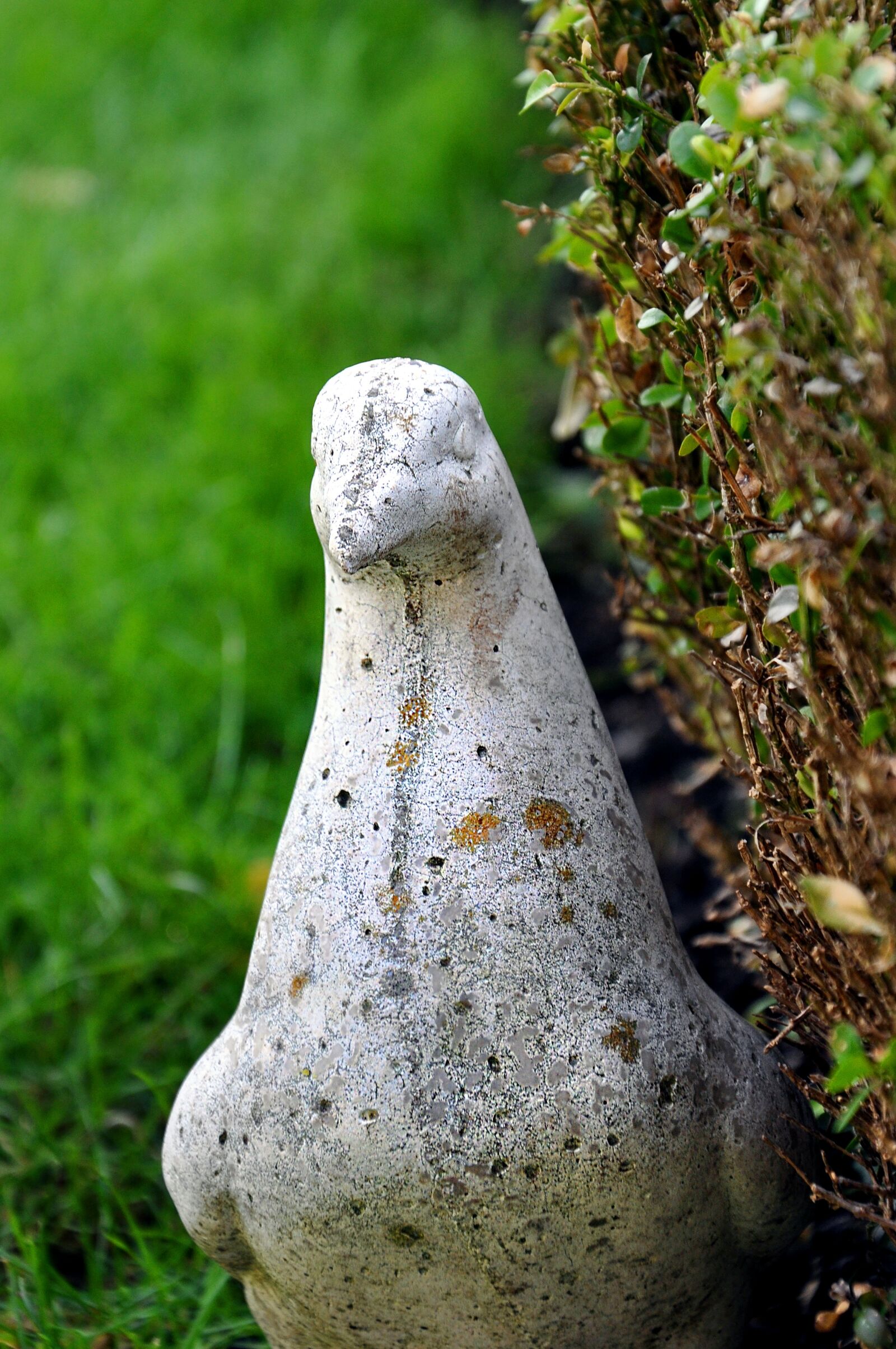 Nikon D90 sample photo. Dove, stone, petrified photography
