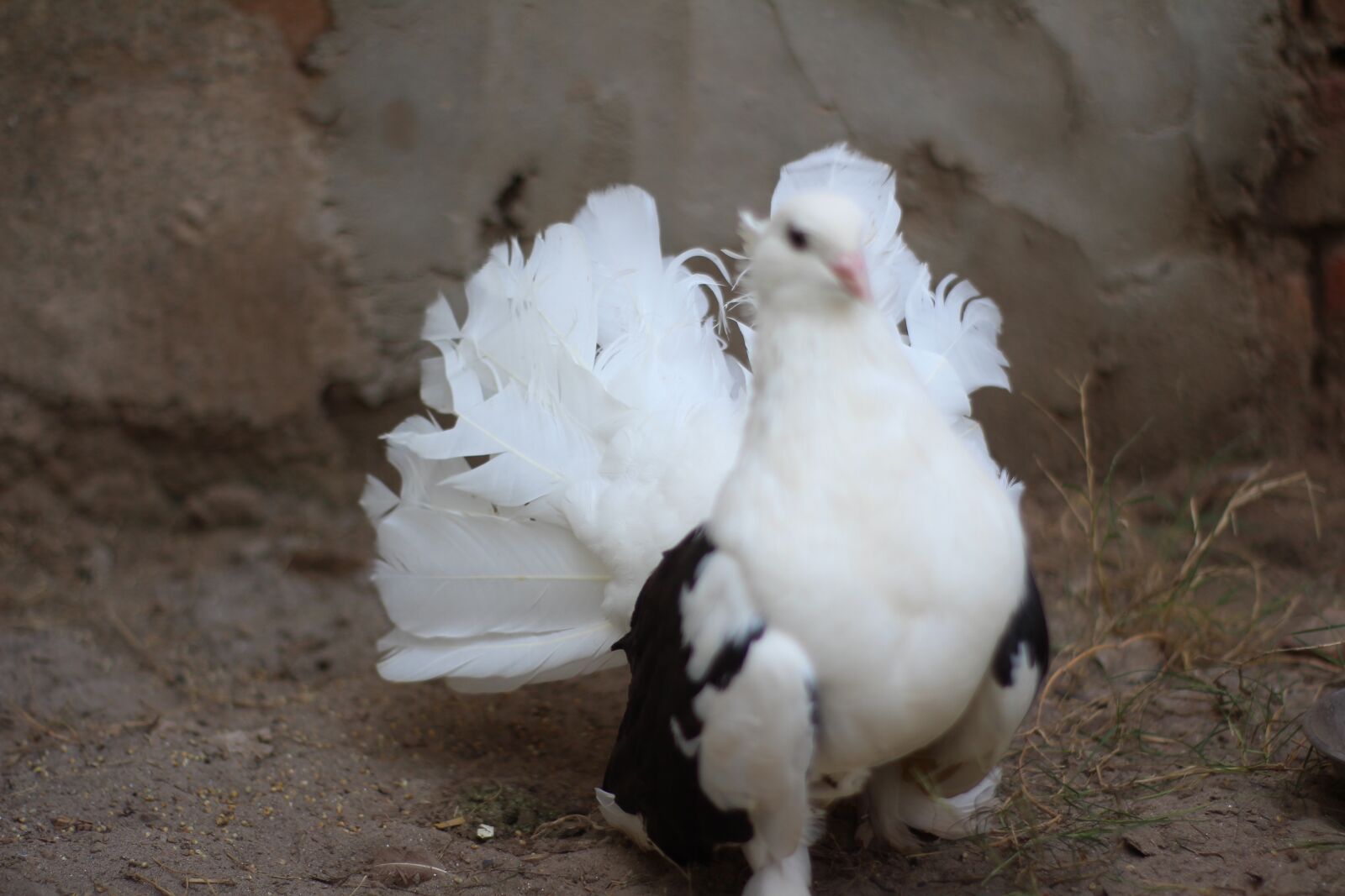 Canon EOS 700D (EOS Rebel T5i / EOS Kiss X7i) sample photo. Animal, bird, pigeons photography