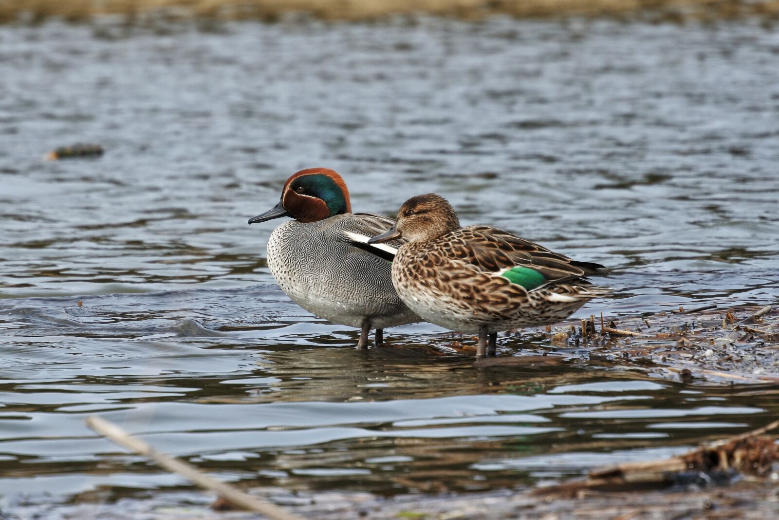 Nikon 1 Nikkor VR 30-110mm F3.8-5.6 sample photo. Animal, duck, teal photography