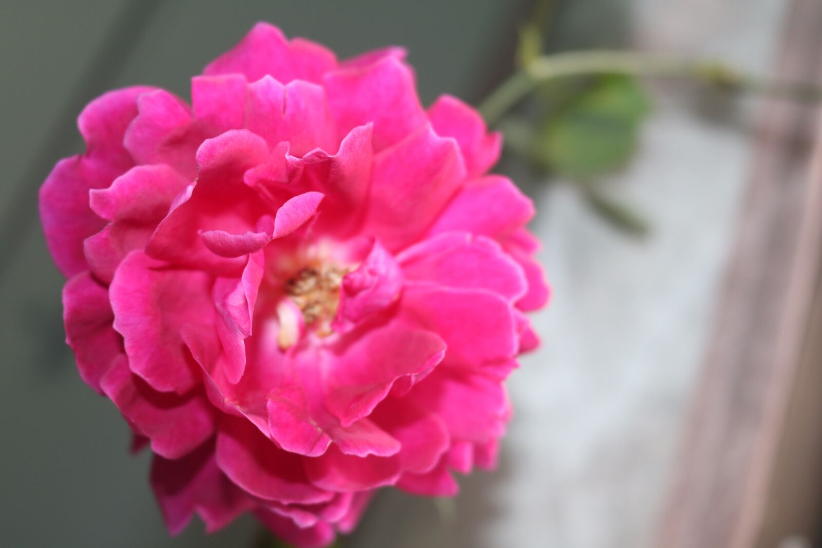 Canon EOS 750D (EOS Rebel T6i / EOS Kiss X8i) sample photo. Roses, red, spring photography