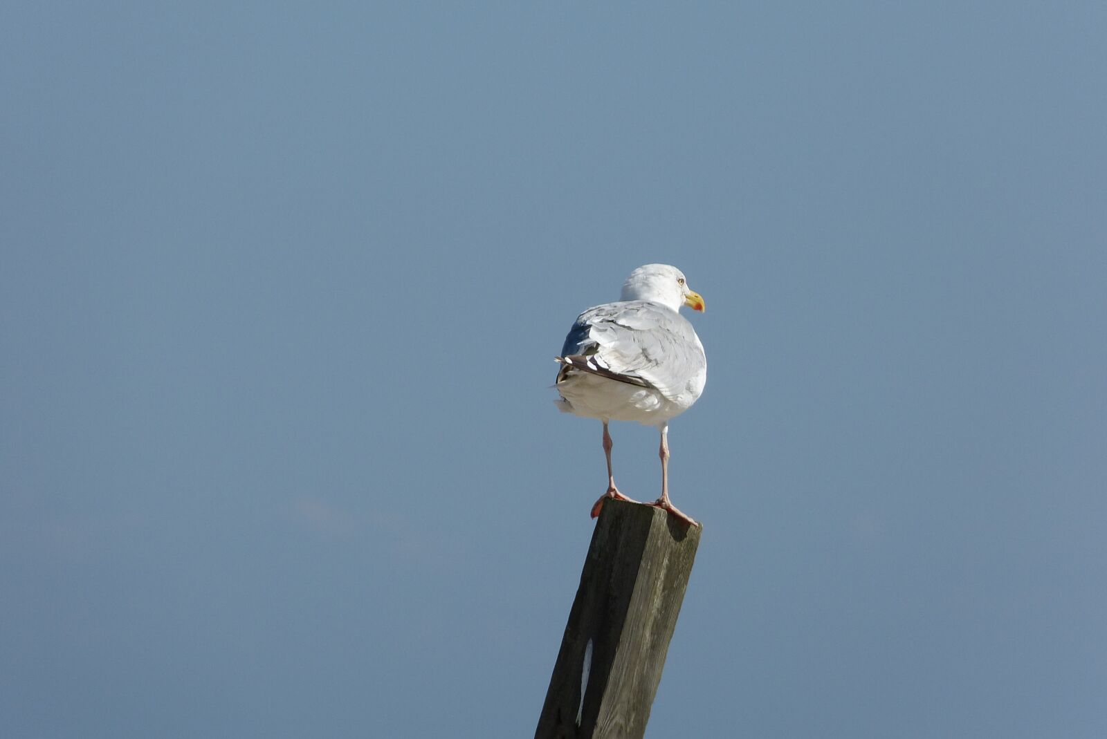 Panasonic Lumix DMC-FZ150 sample photo. Baltic sea, gull, view photography
