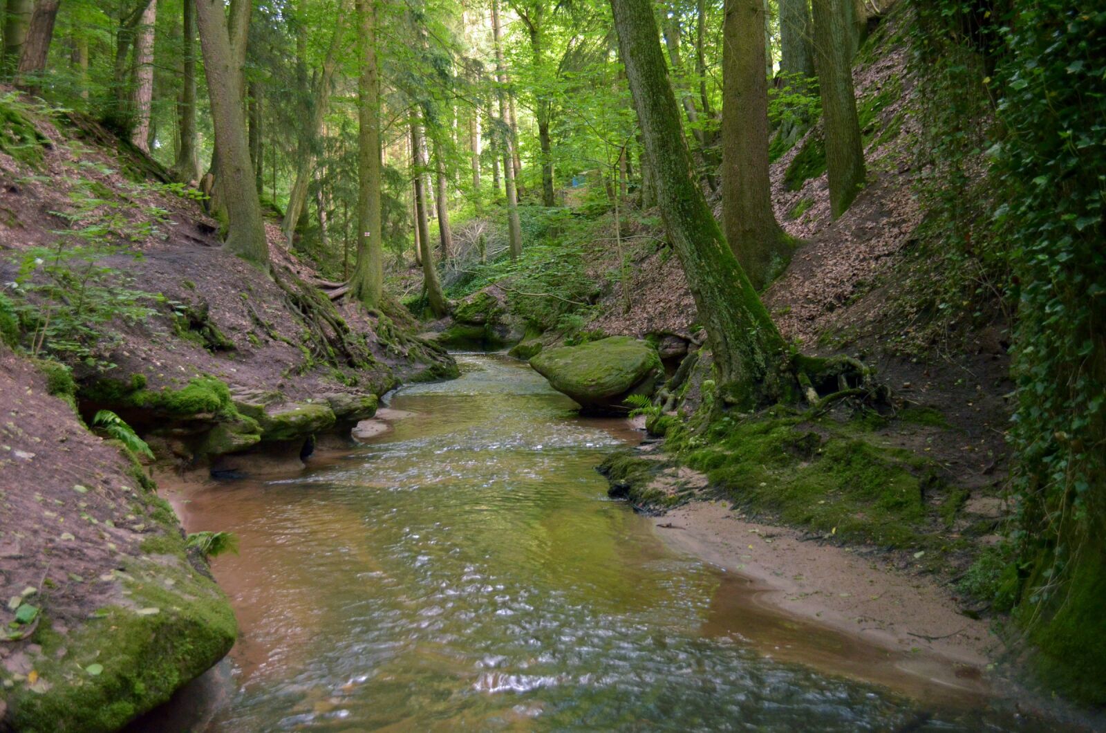 Nikon D5100 sample photo. Forest, green, the brook photography