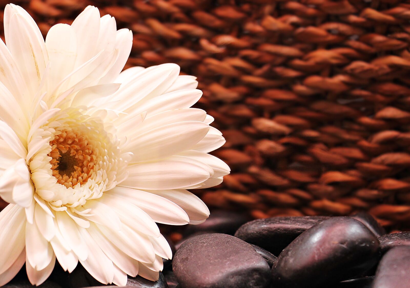 Canon EOS 550D (EOS Rebel T2i / EOS Kiss X4) sample photo. Gerbera, flower, blossom photography