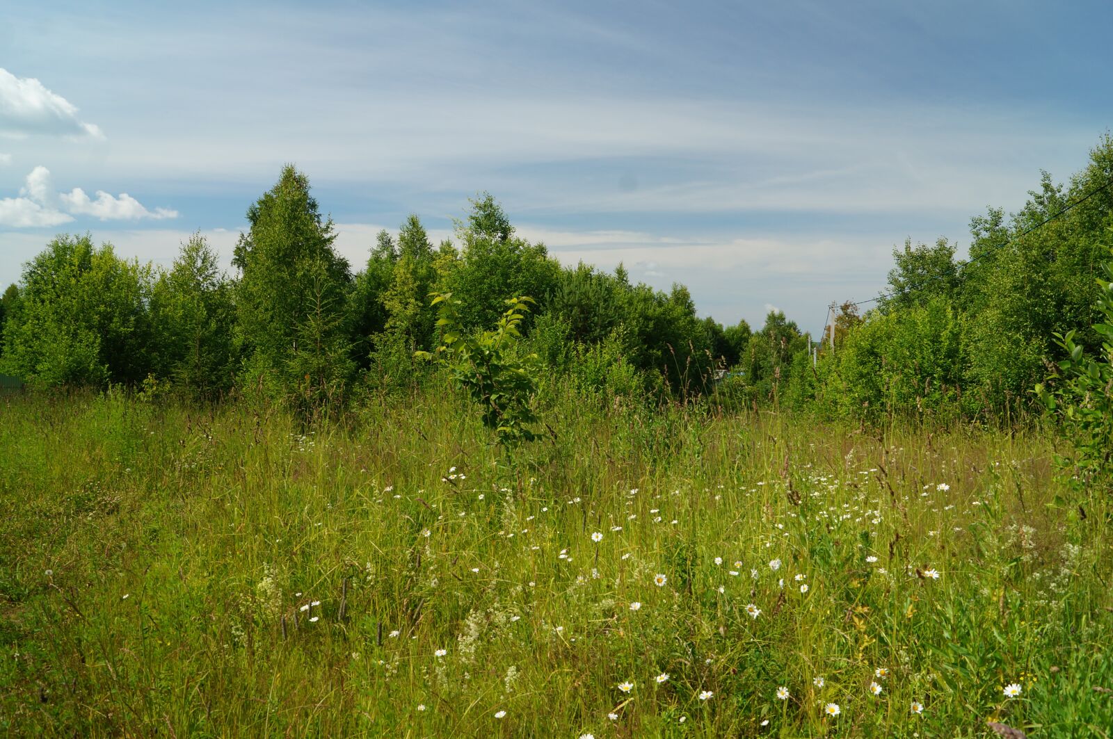 Sony SLT-A57 sample photo. Forest, trees, flowers photography