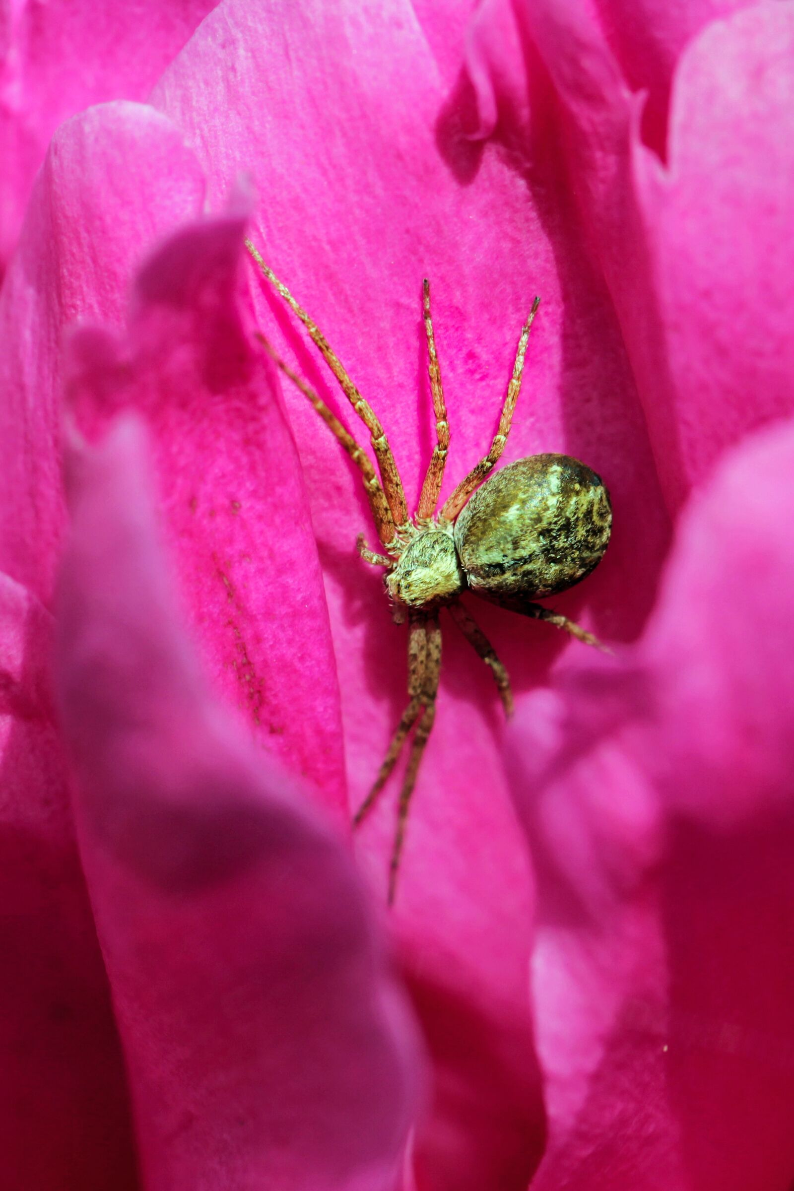 Canon EOS 550D (EOS Rebel T2i / EOS Kiss X4) sample photo. Spider, rose, nature photography