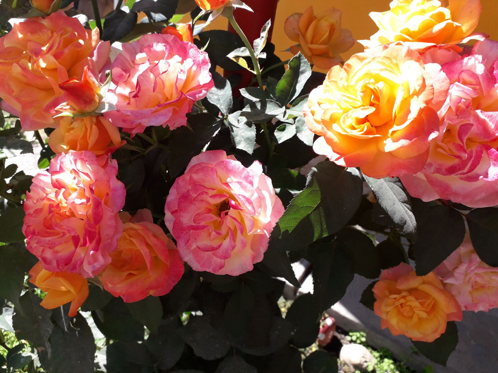 Samsung Galaxy J6 sample photo. Flowers, roses, love photography