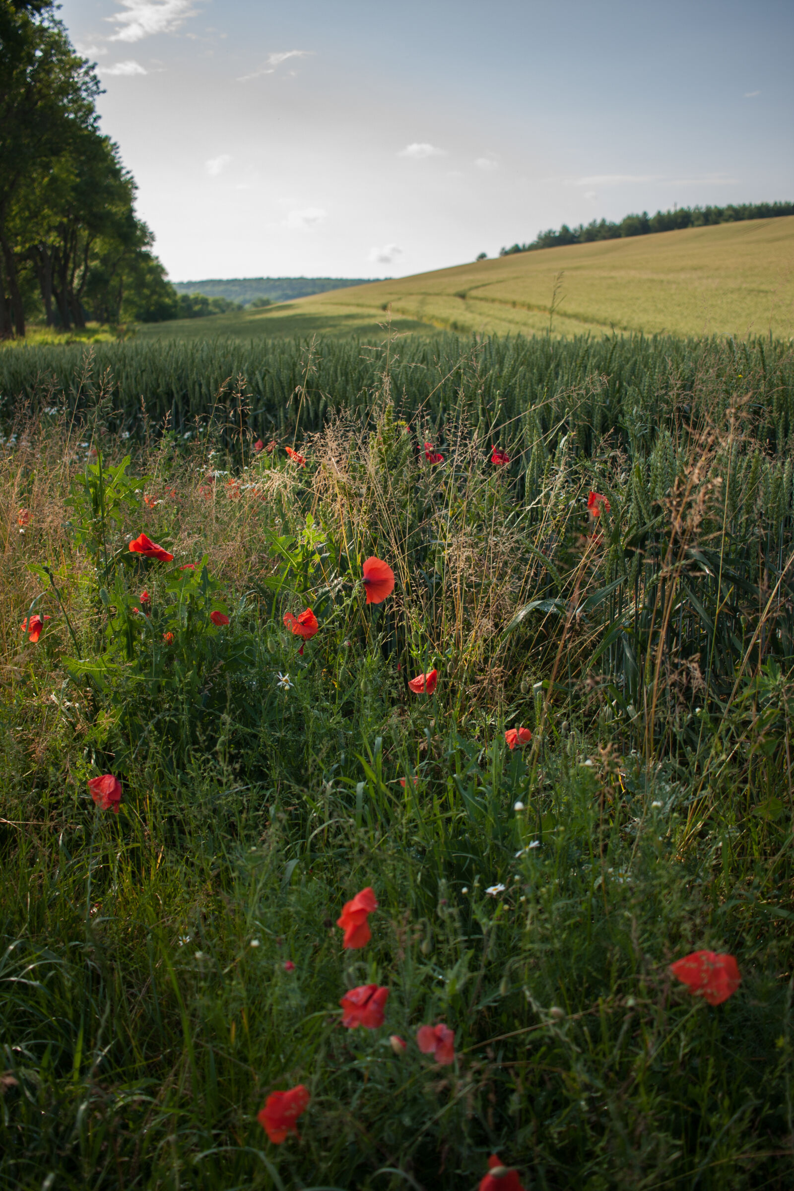 Canon EOS 40D sample photo