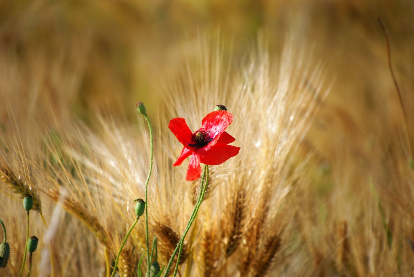 Nikon D80 sample photo. Flower, poppy, red photography