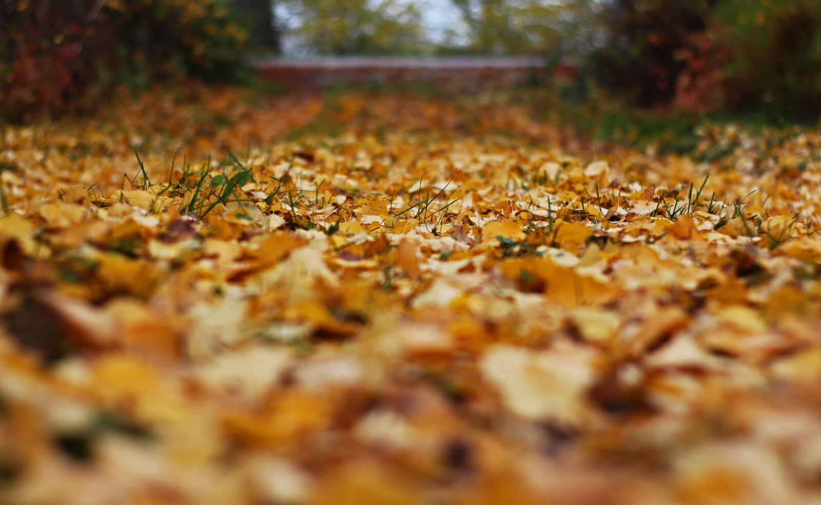 Canon EOS 700D (EOS Rebel T5i / EOS Kiss X7i) sample photo. Fall foliage, away, nature photography