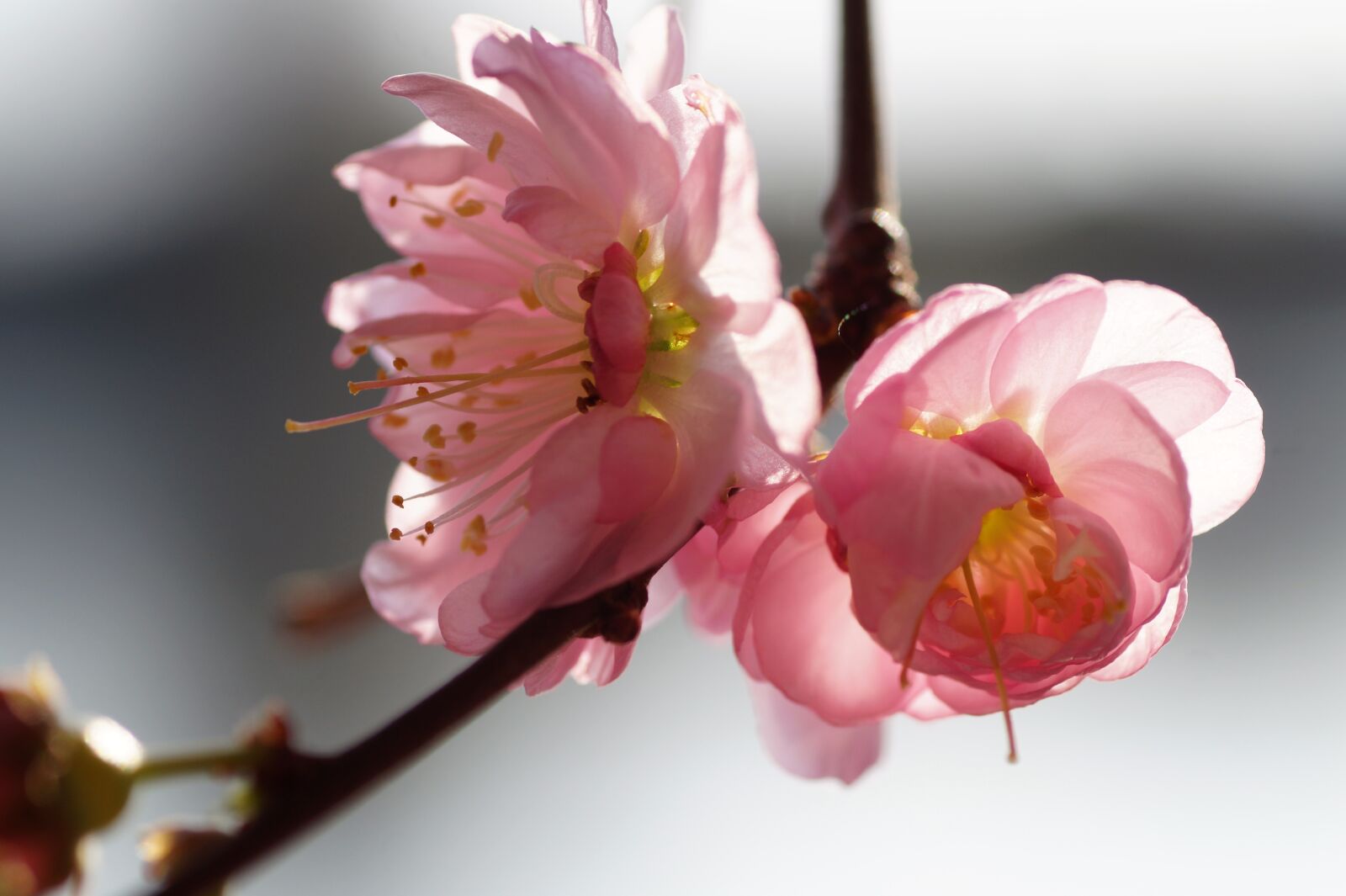 Sony SLT-A58 sample photo. Almond, that has double photography