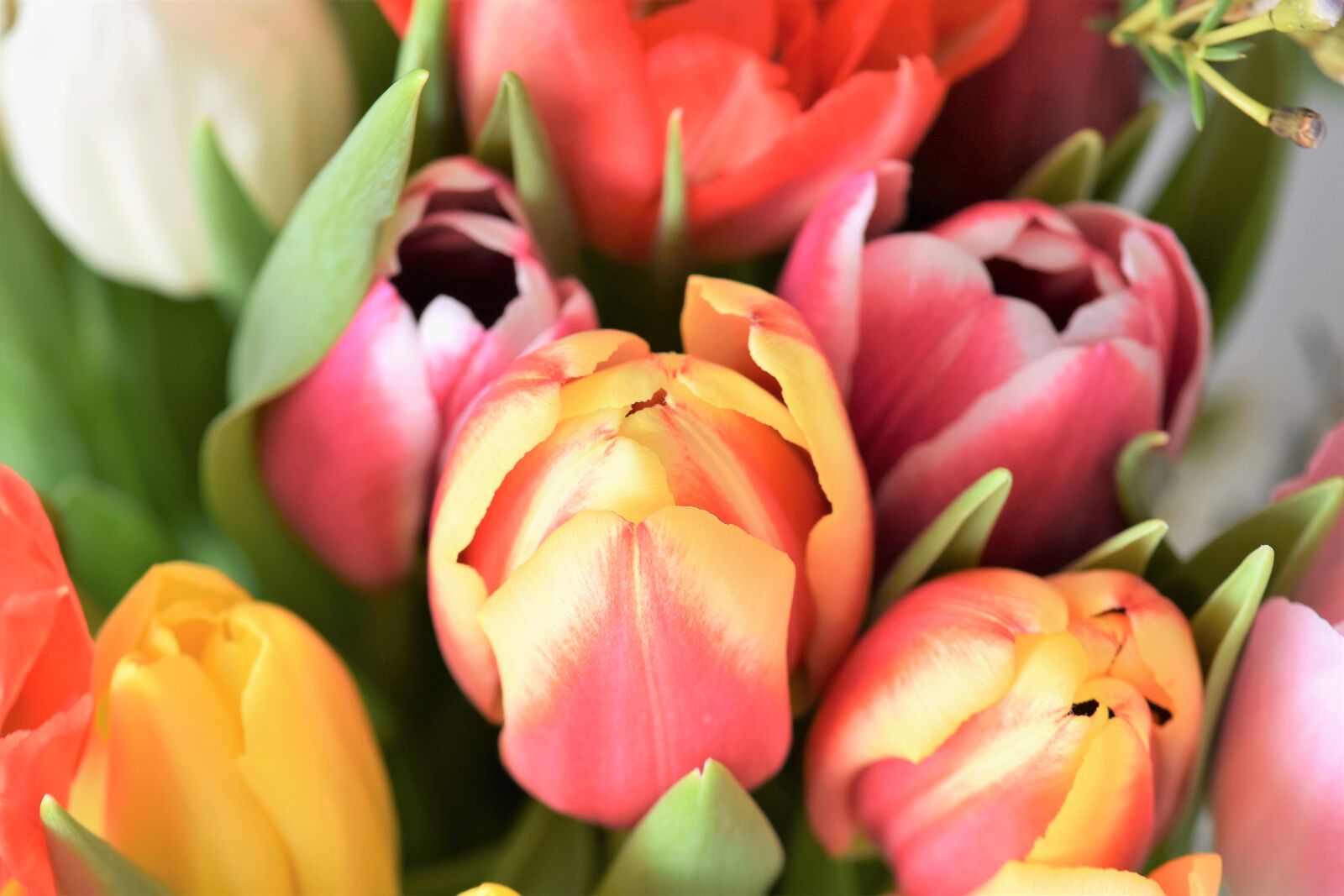 Nikon D5500 sample photo. Tulips, strauss, flowers photography