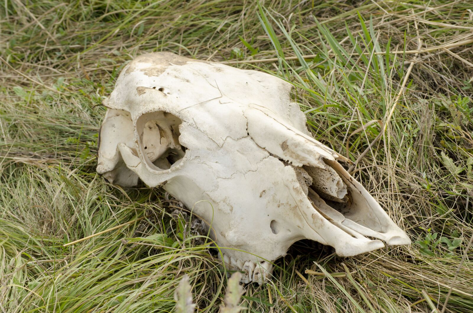Nikon D5100 sample photo. Skull, cow, head photography