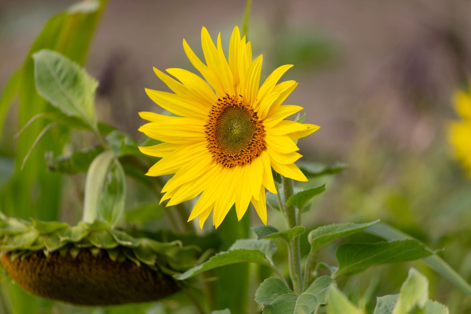 Canon EF 100-400mm F4.5-5.6L IS II USM sample photo. Sunflower, flower, yellow flower photography