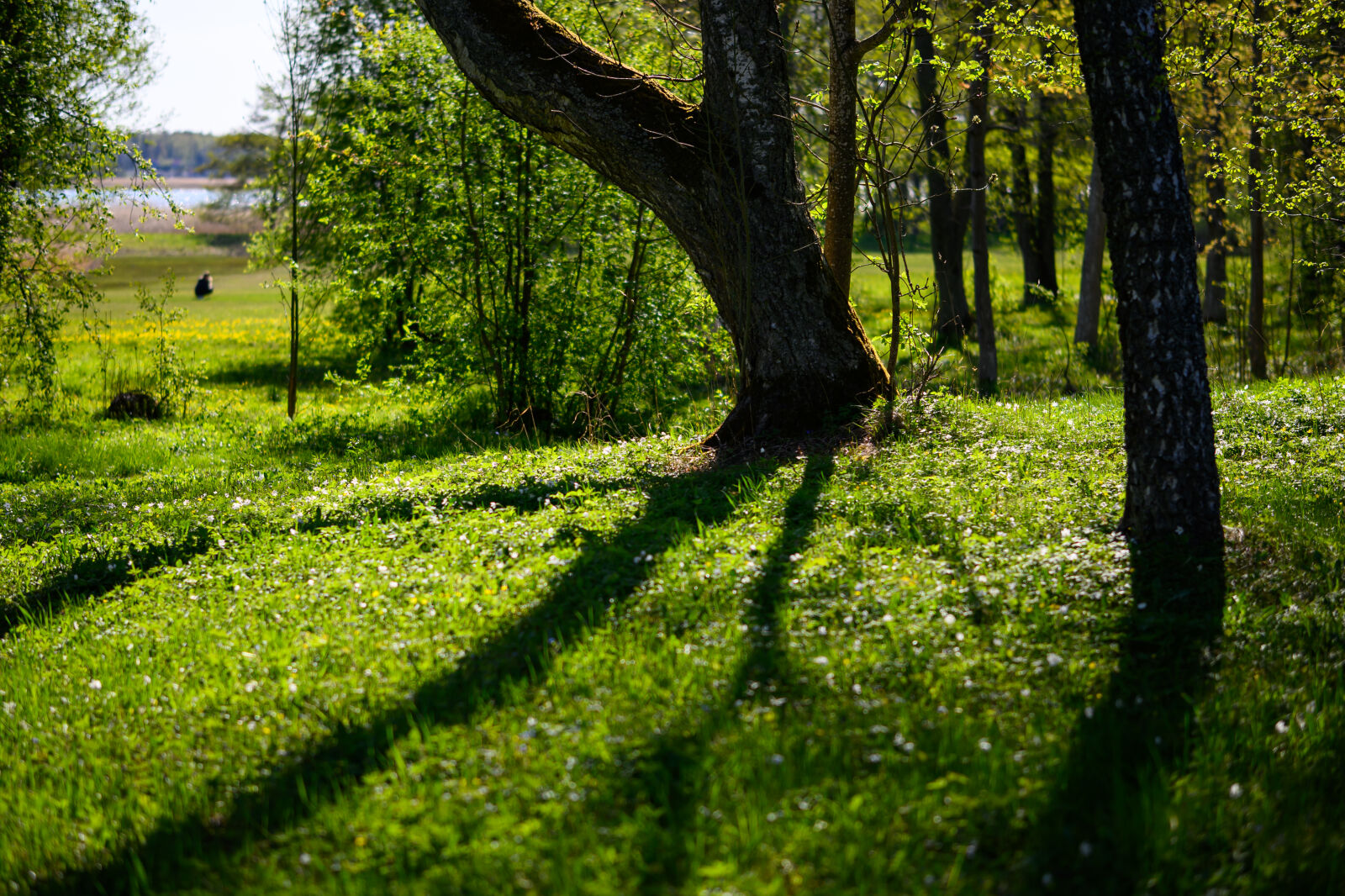Nikon Z9 sample photo. Morning park walk photography