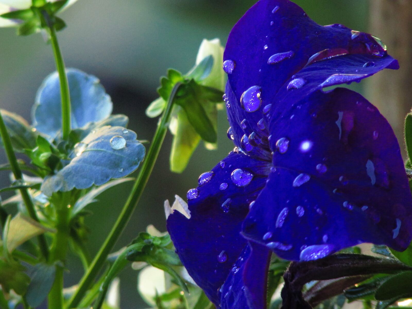 Canon PowerShot SX500 IS sample photo. Petunia, blue, purple photography