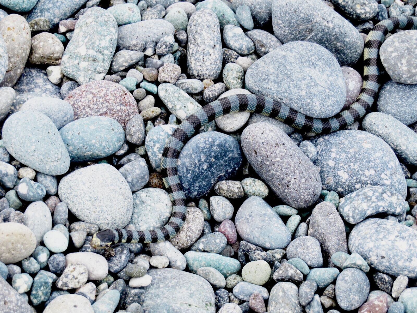 Canon PowerShot SX720 HS sample photo. Snake, snakes, hai bian photography