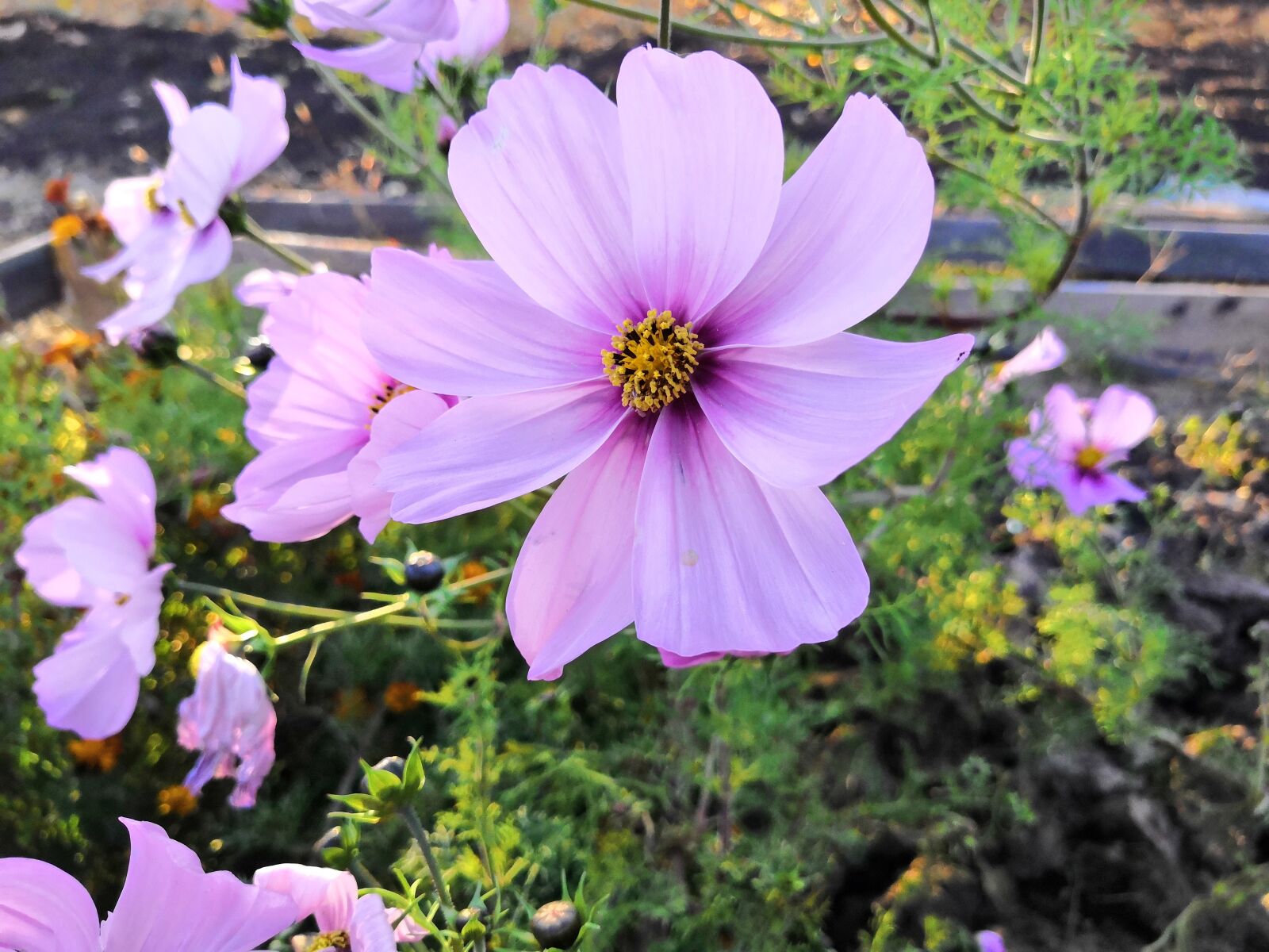 HUAWEI Honor 10 sample photo. Cosmos, violet, lilac photography