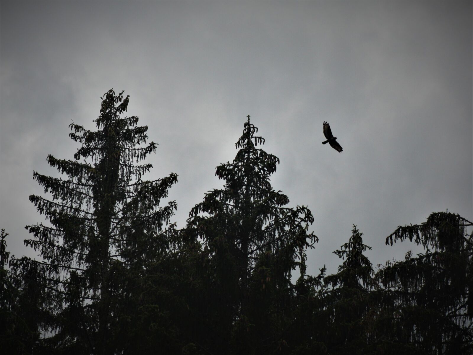 Canon EOS 450D (EOS Rebel XSi / EOS Kiss X2) sample photo. Busard, bird, flying photography