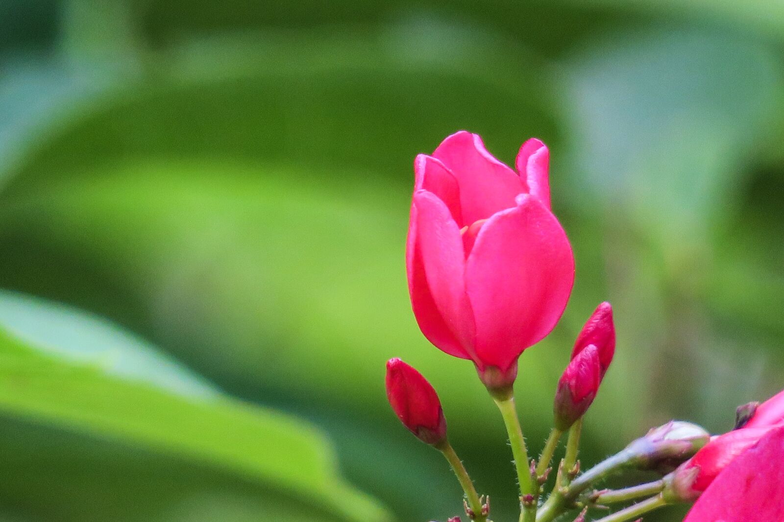 Canon PowerShot G3 X sample photo. Tea, flowers, health photography