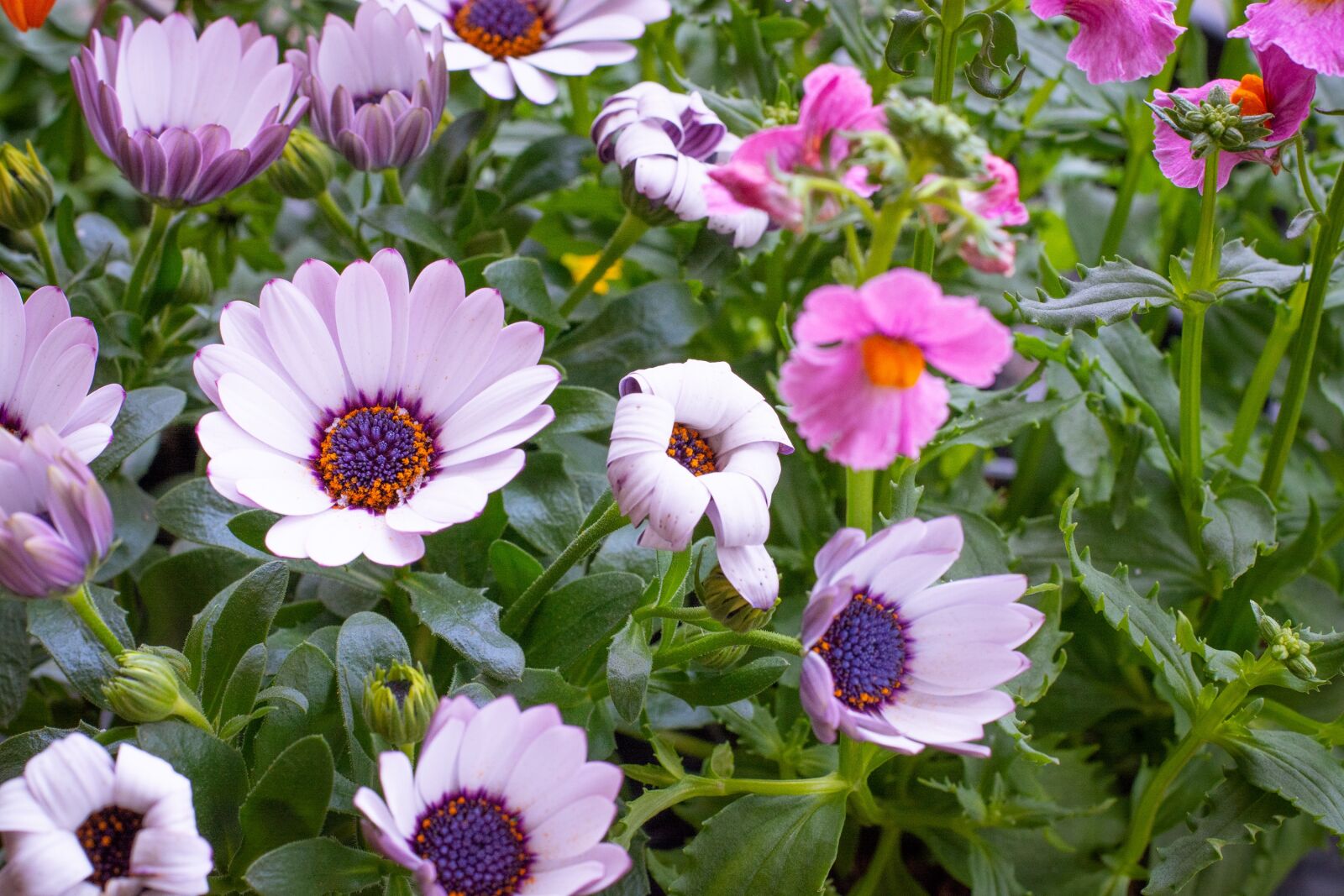 Nikon D7100 sample photo. Flowers, flora, garden photography