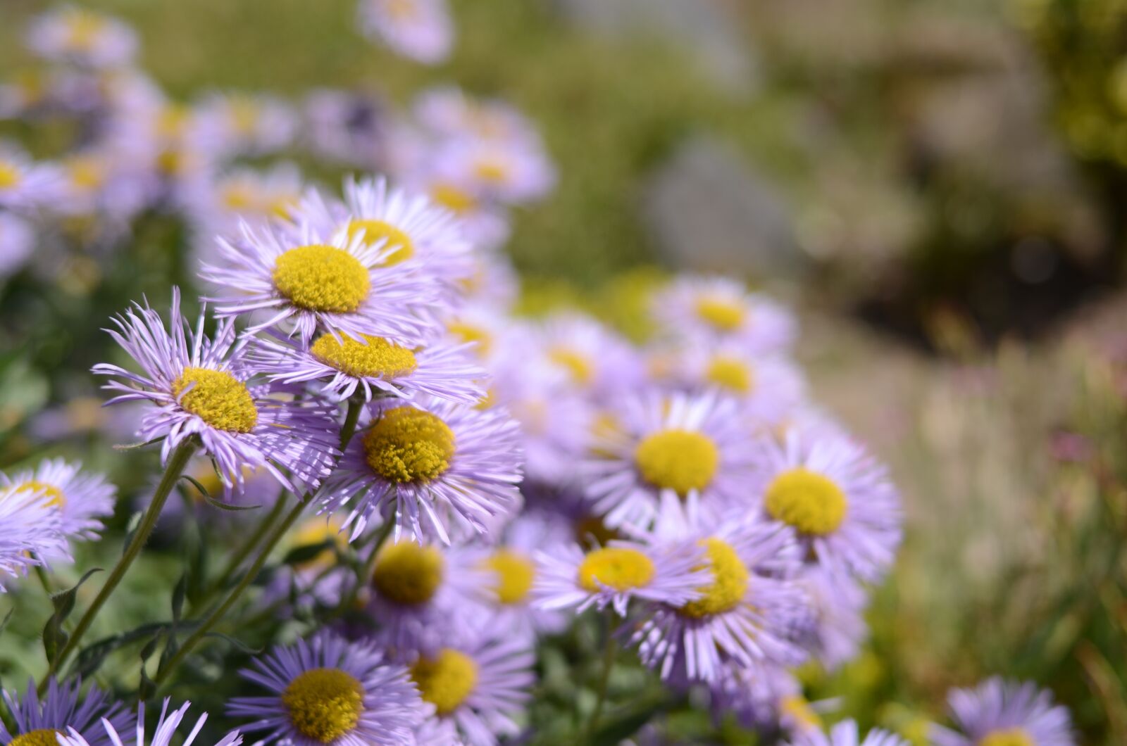 Nikon D5100 sample photo. Flower, flowers, a lot photography