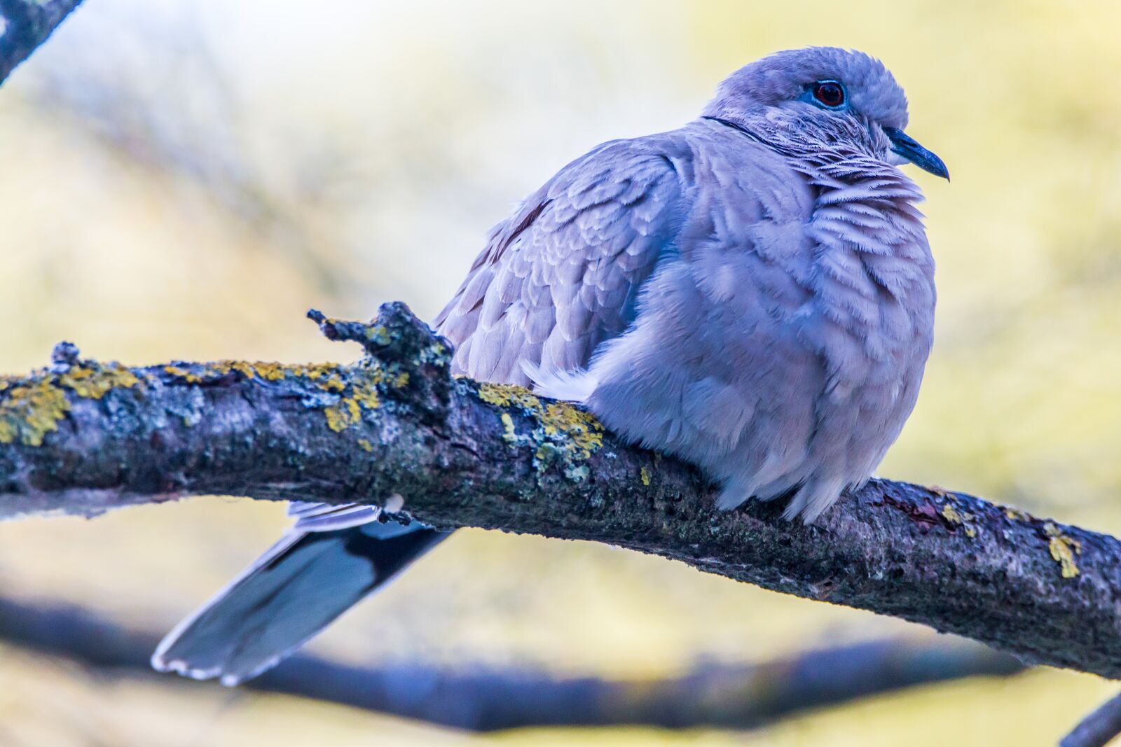 Canon EOS 70D + Tamron SP 150-600mm F5-6.3 Di VC USD sample photo. Turtledove, ave, bird photography