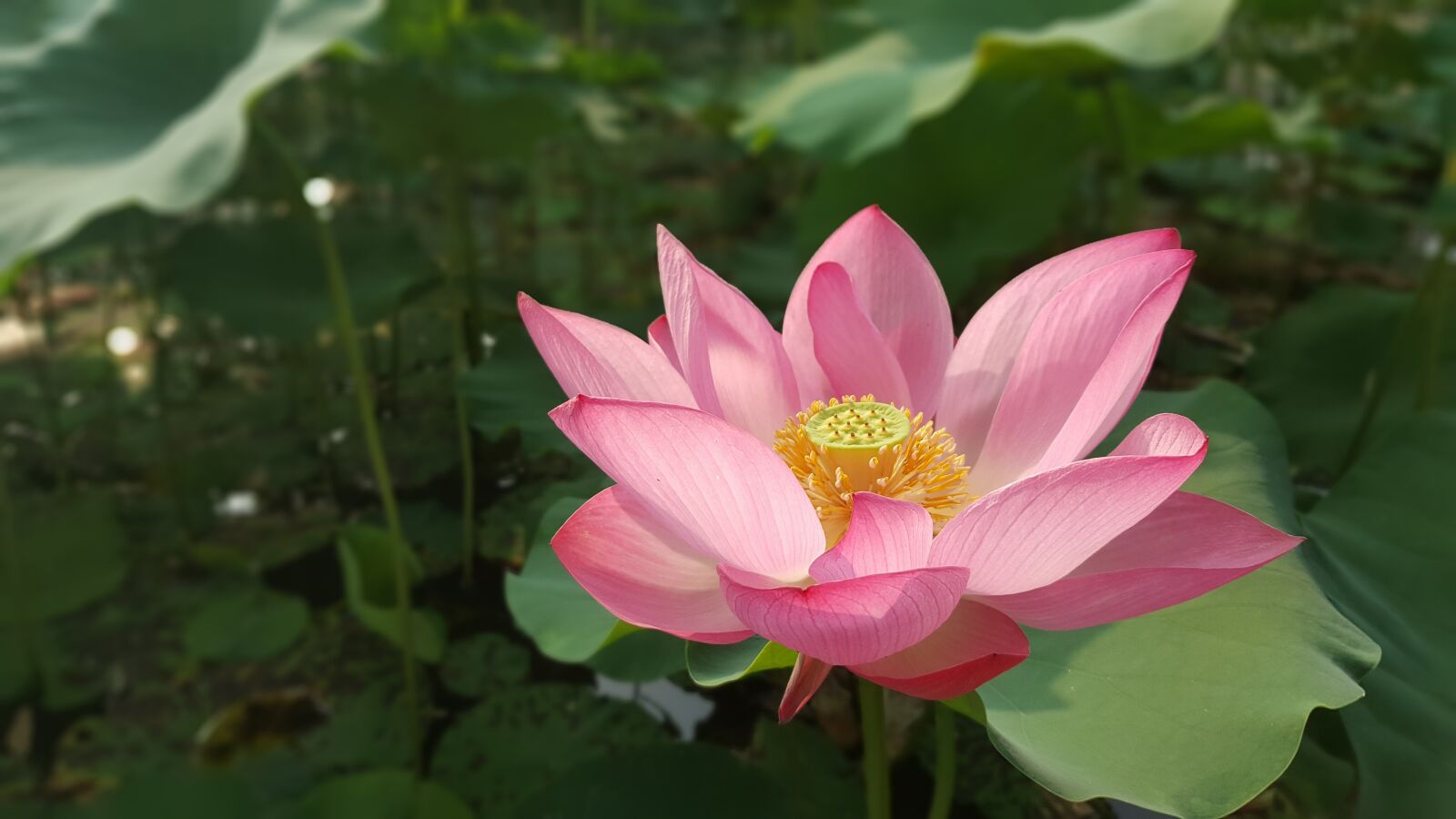 Samsung Galaxy Note5 sample photo. Flowers, flower, lotus photography