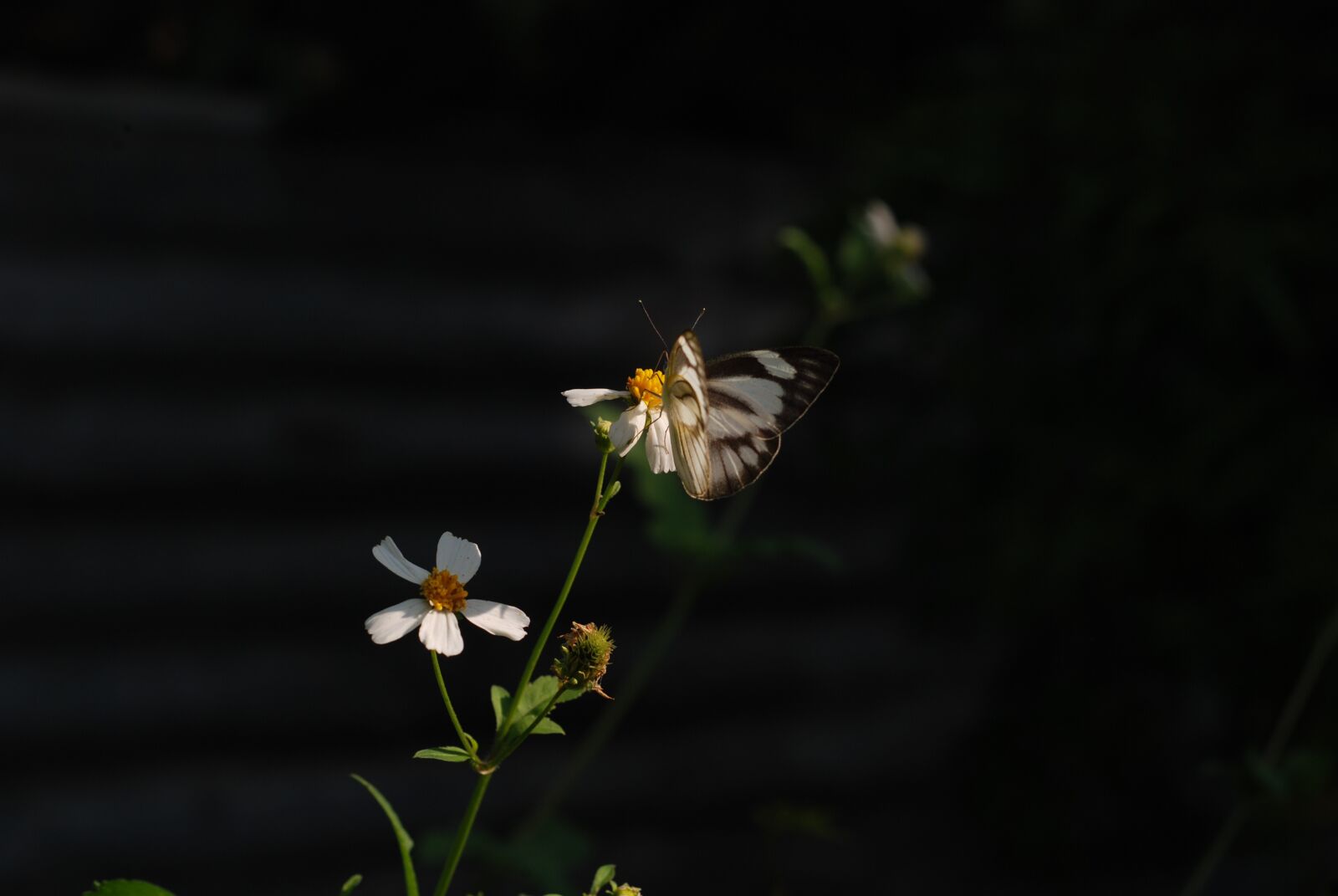 Nikon D80 sample photo. The garden, flower, blooming photography