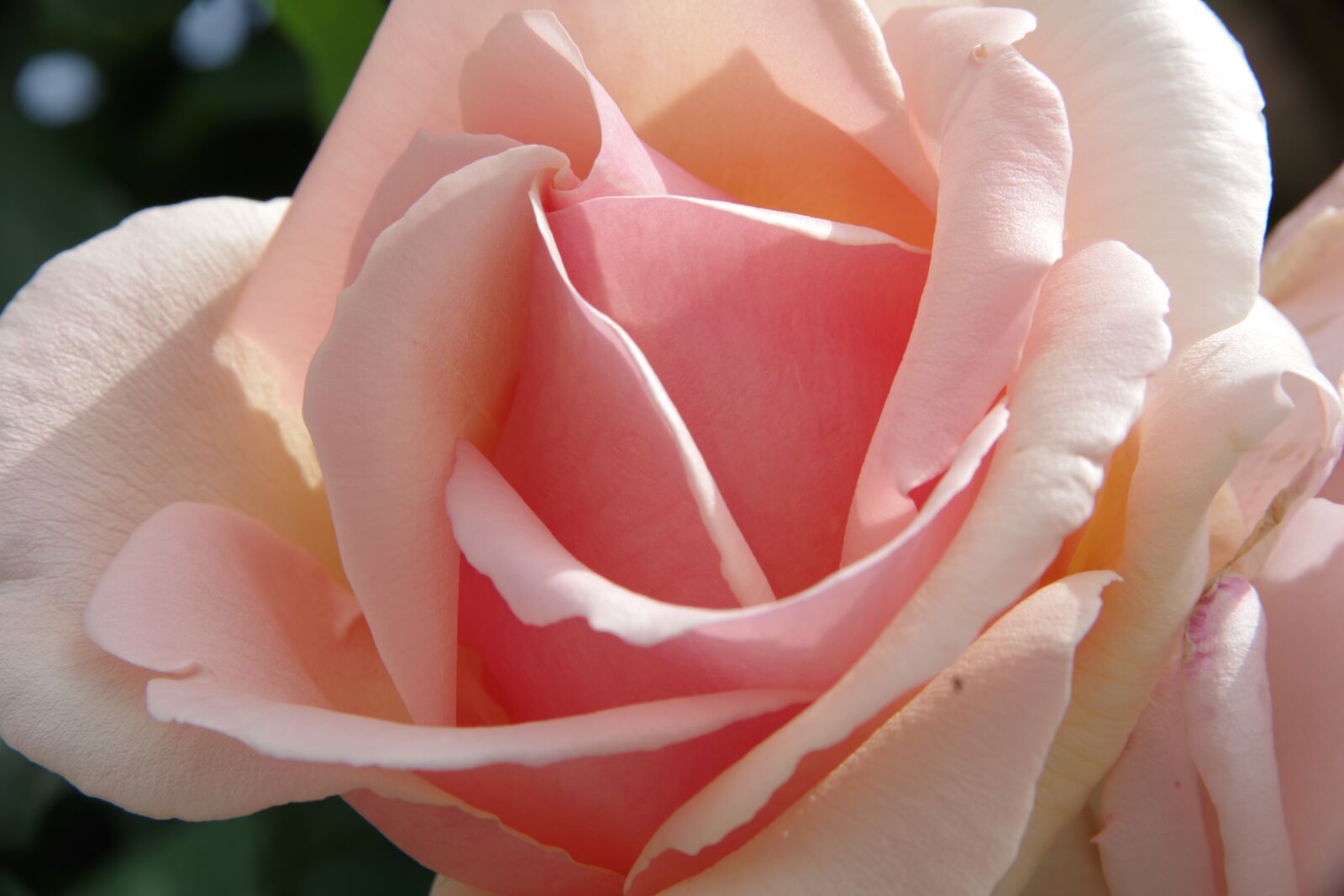 Pentax K-70 sample photo. Rose, blume, rot photography