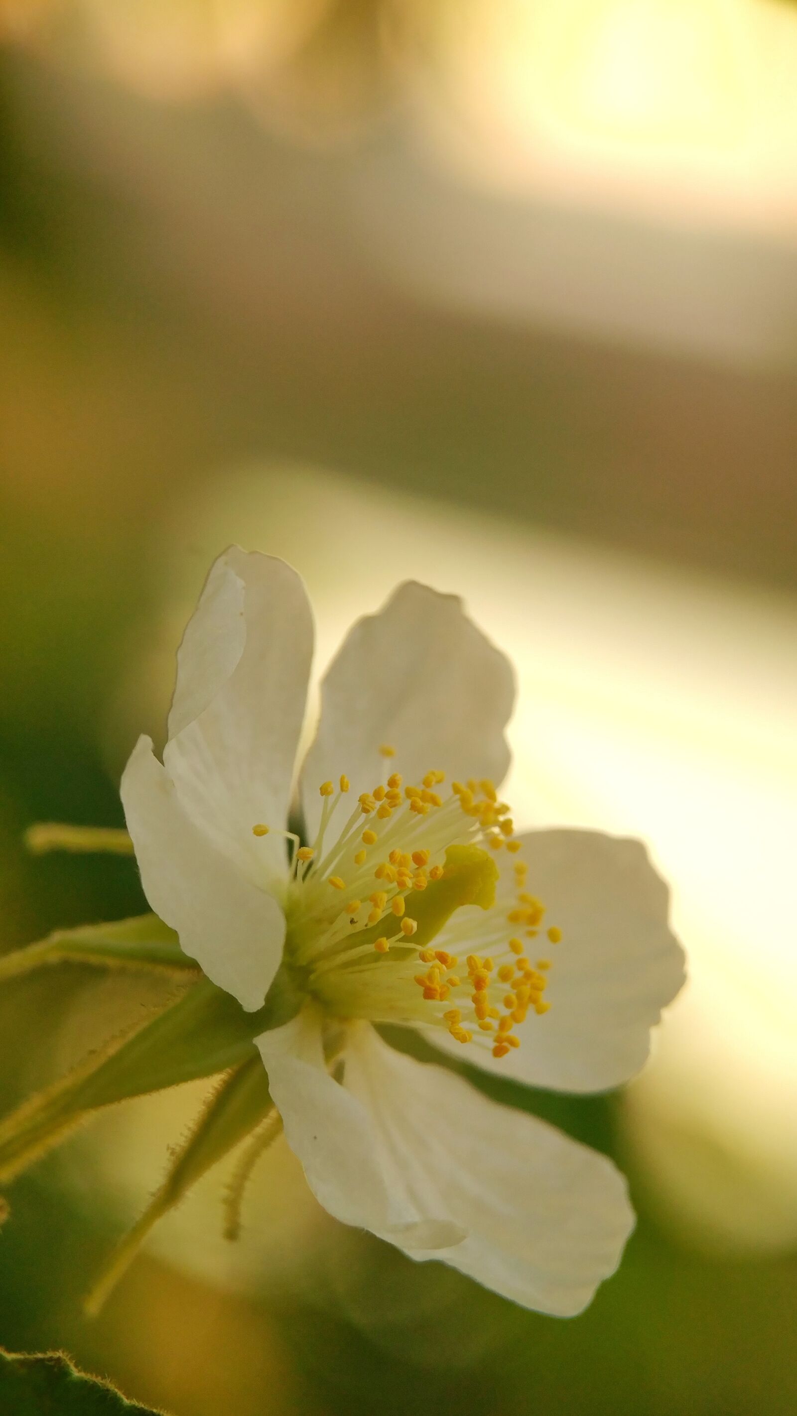 LG G5 sample photo. Flower, macro, blur photography