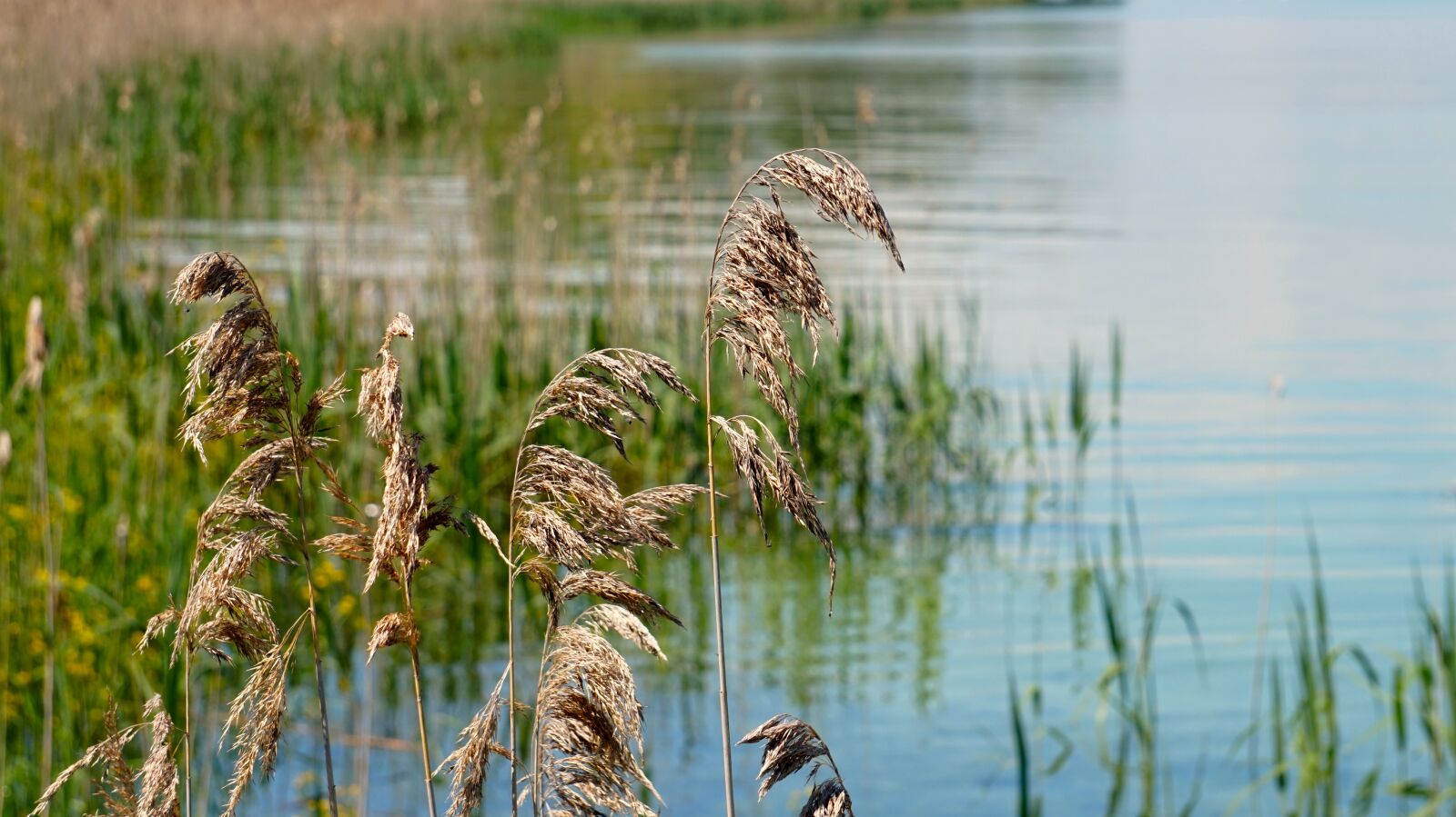 Sony Alpha a5000 (ILCE 5000) + Sony E 55-210mm F4.5-6.3 OSS sample photo. Reed, grass, bank photography