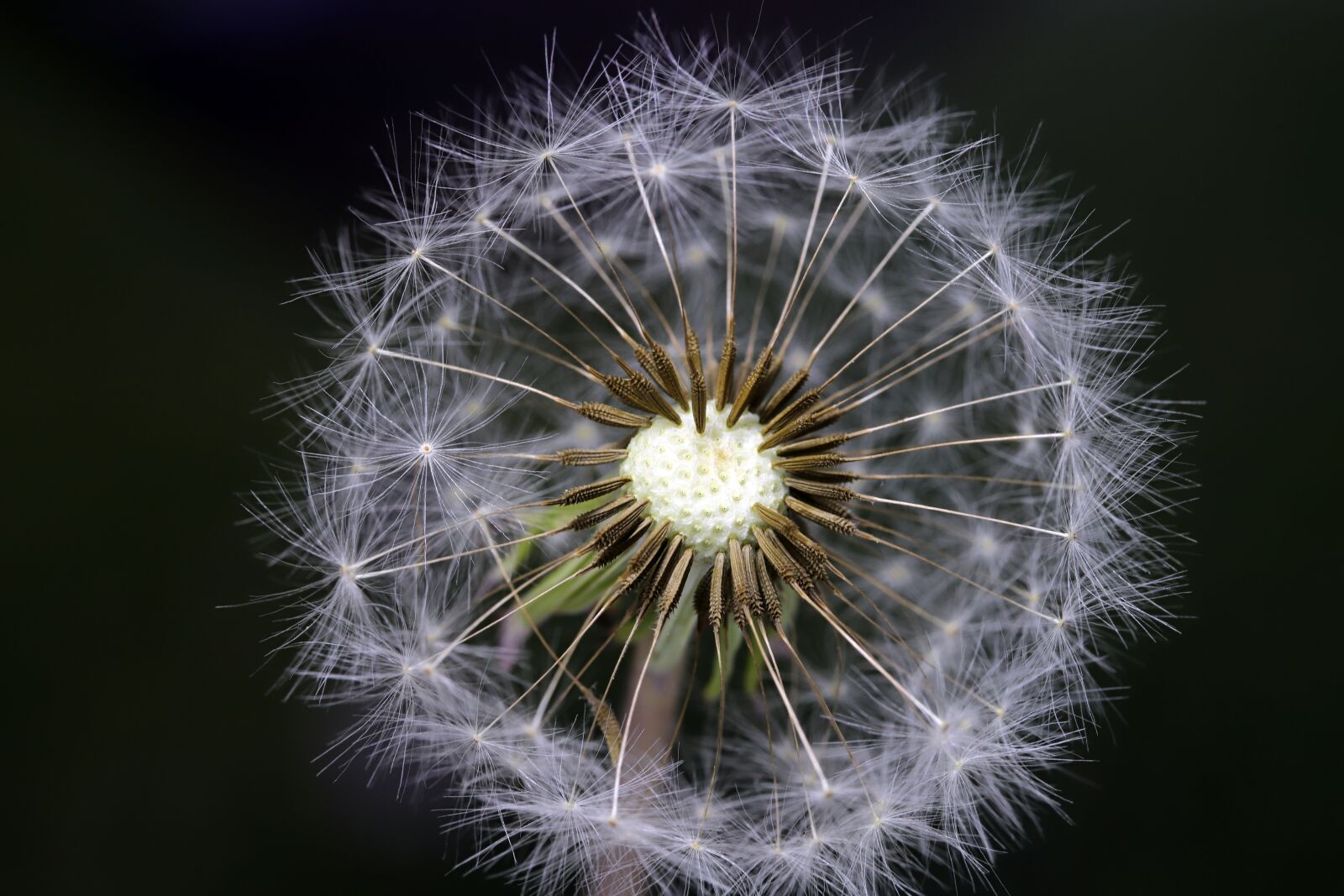 Canon EOS 6D Mark II sample photo. Dandelion, seeds, plants photography
