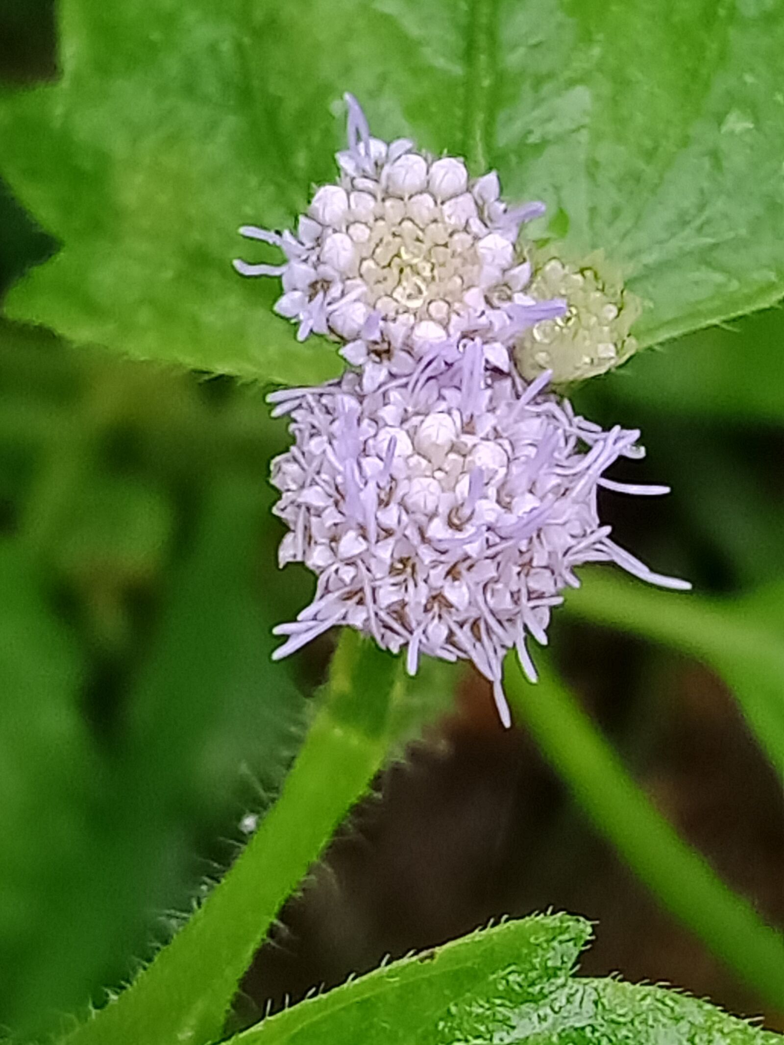 OPPO A12 sample photo. Mini, flower, tropical photography