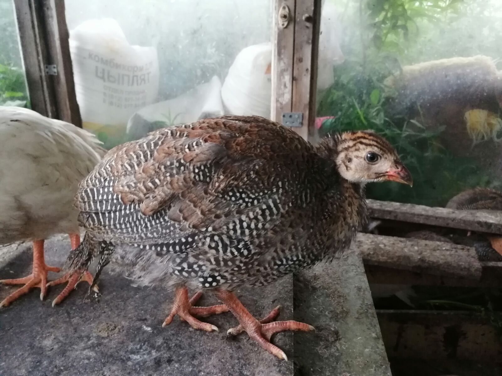 HUAWEI JSN-L21 sample photo. Guinea fowl speckled, royal photography