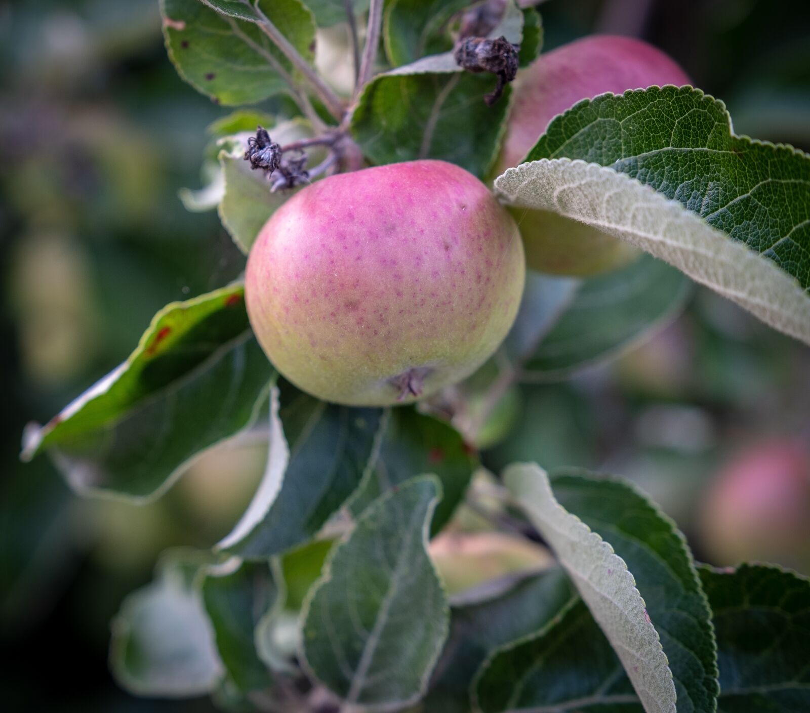 Fujifilm X-T2 sample photo. Apple, fruit, immature photography