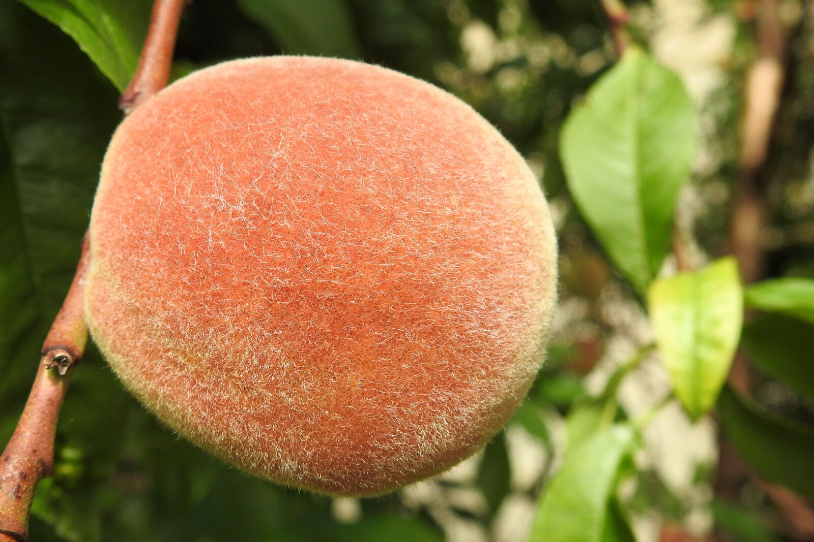 Nikon Coolpix P900 sample photo. Peach, peach tree, fruit photography