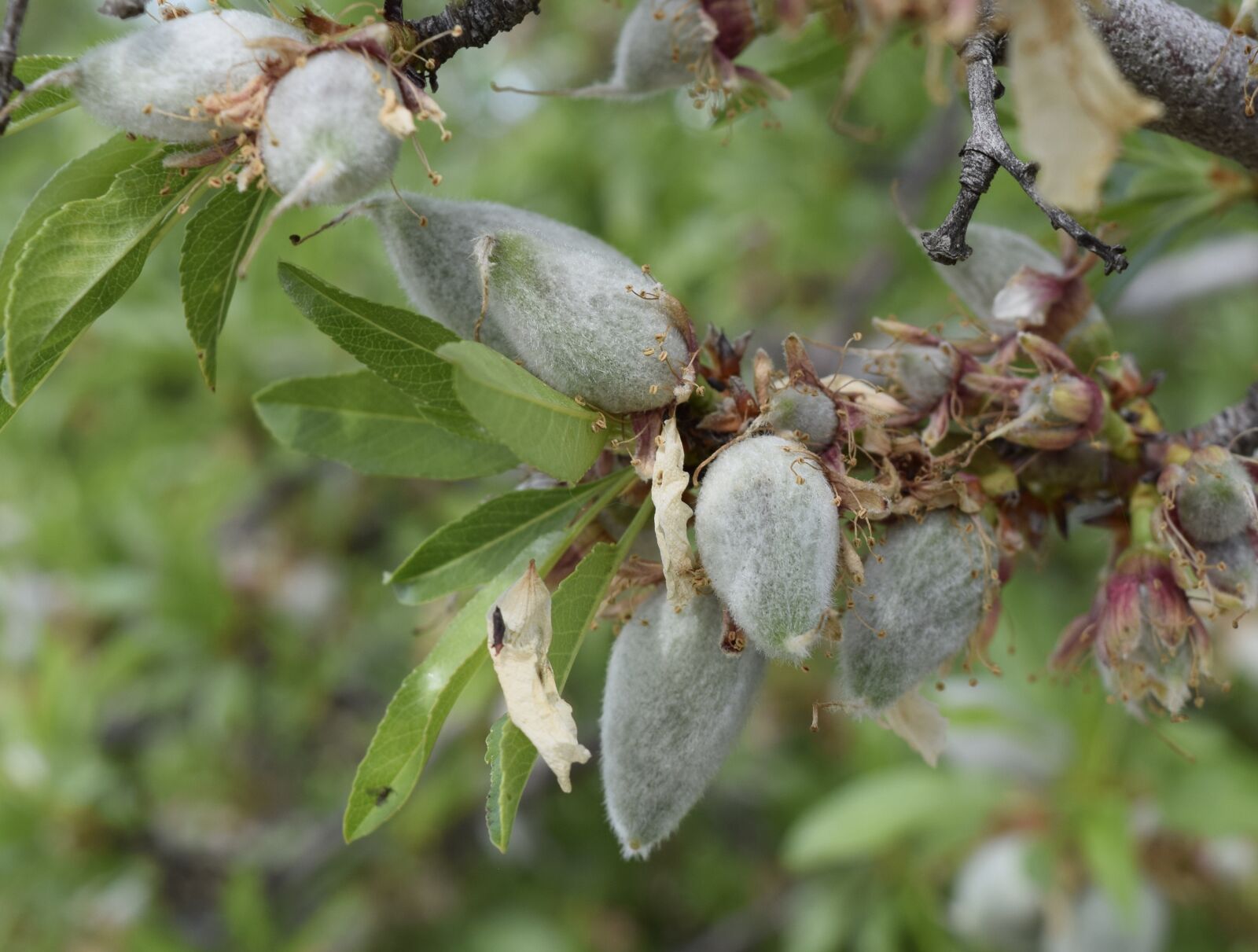 Nikon D3300 sample photo. Almonds, agriculture, nut photography