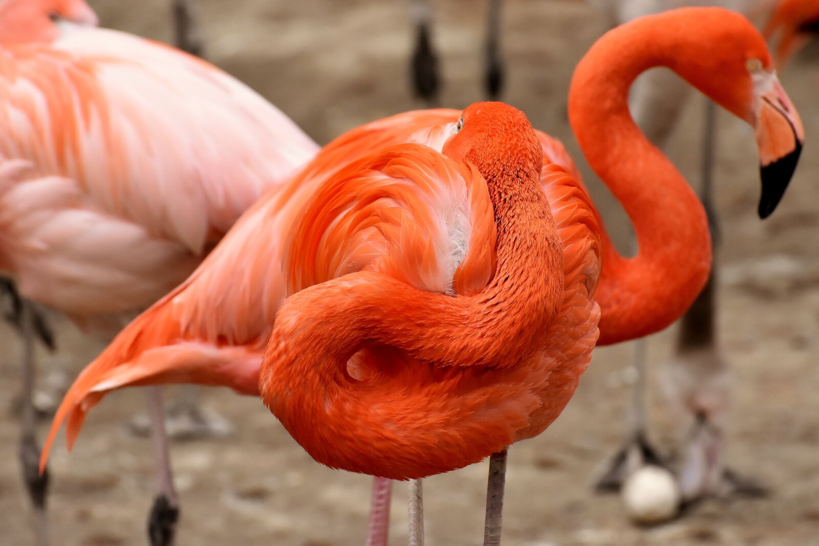 Nikon D7200 sample photo. Flamingo, two heads, funny photography