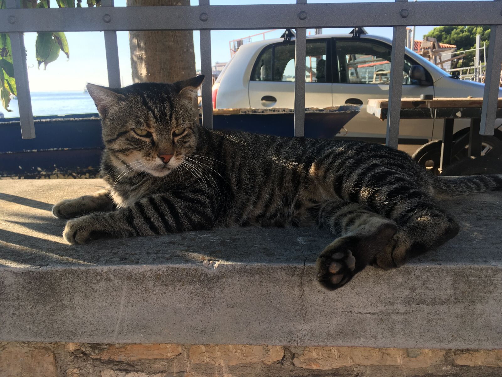 iPhone SE back camera 4.15mm f/2.2 sample photo. Cat, old, animal photography