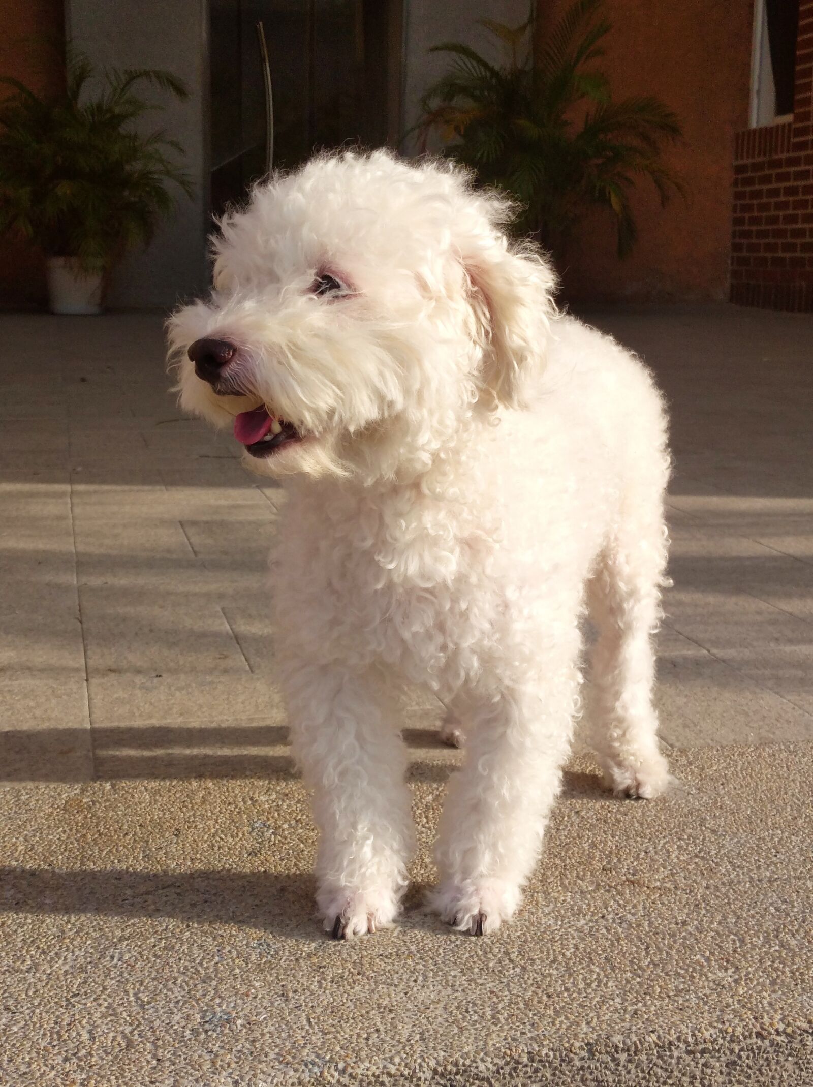 Xiaomi Redmi 8A sample photo. Dog, pet, poodle photography