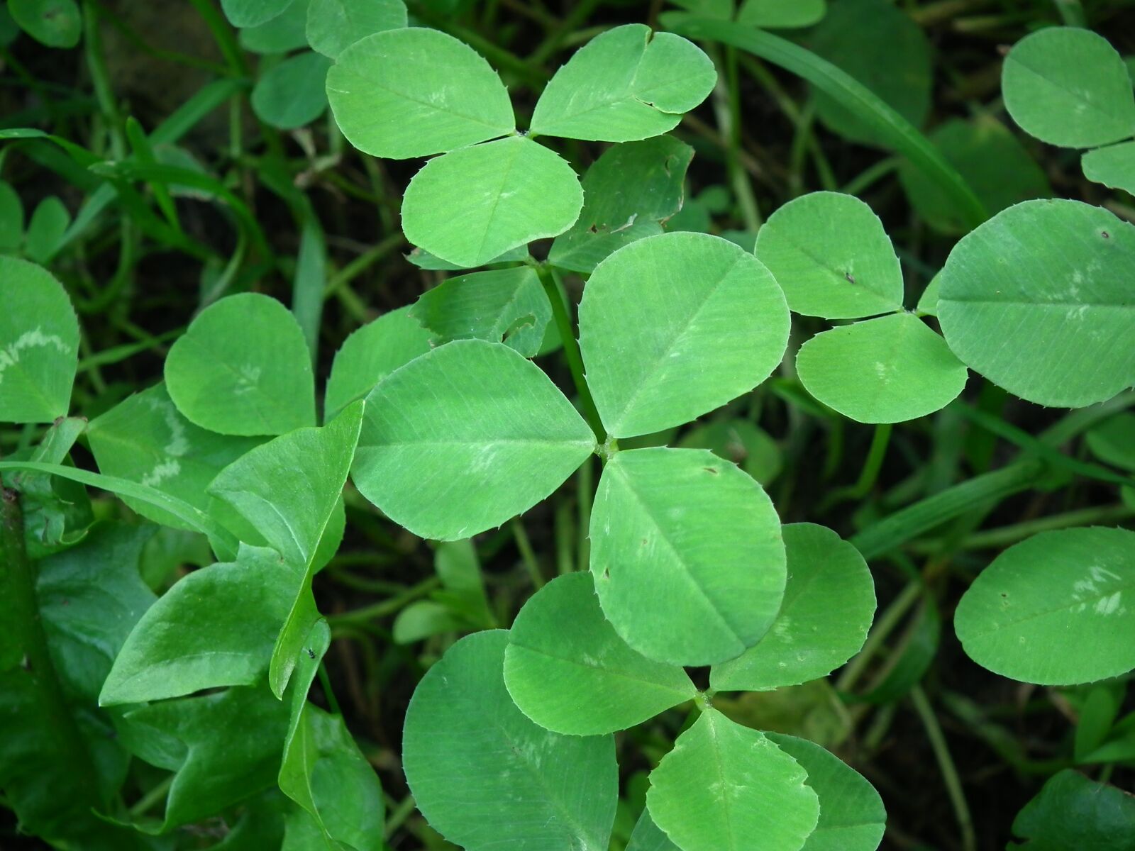 FujiFilm FinePix HS10 (FinePix HS11) sample photo. Klee, leaf, plant photography