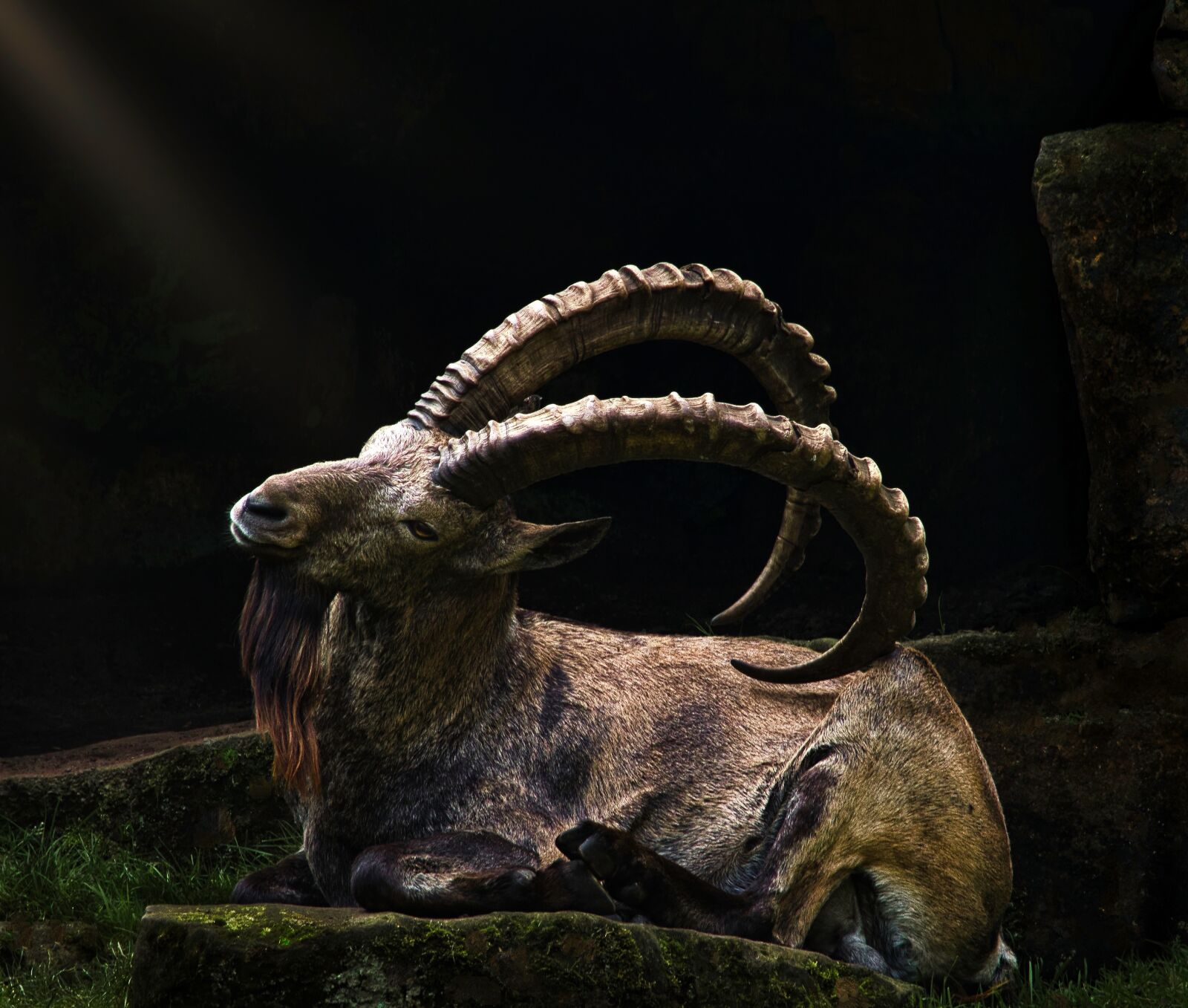 Olympus OM-D E-M1 Mark II sample photo. Animal world, nature, mammal photography