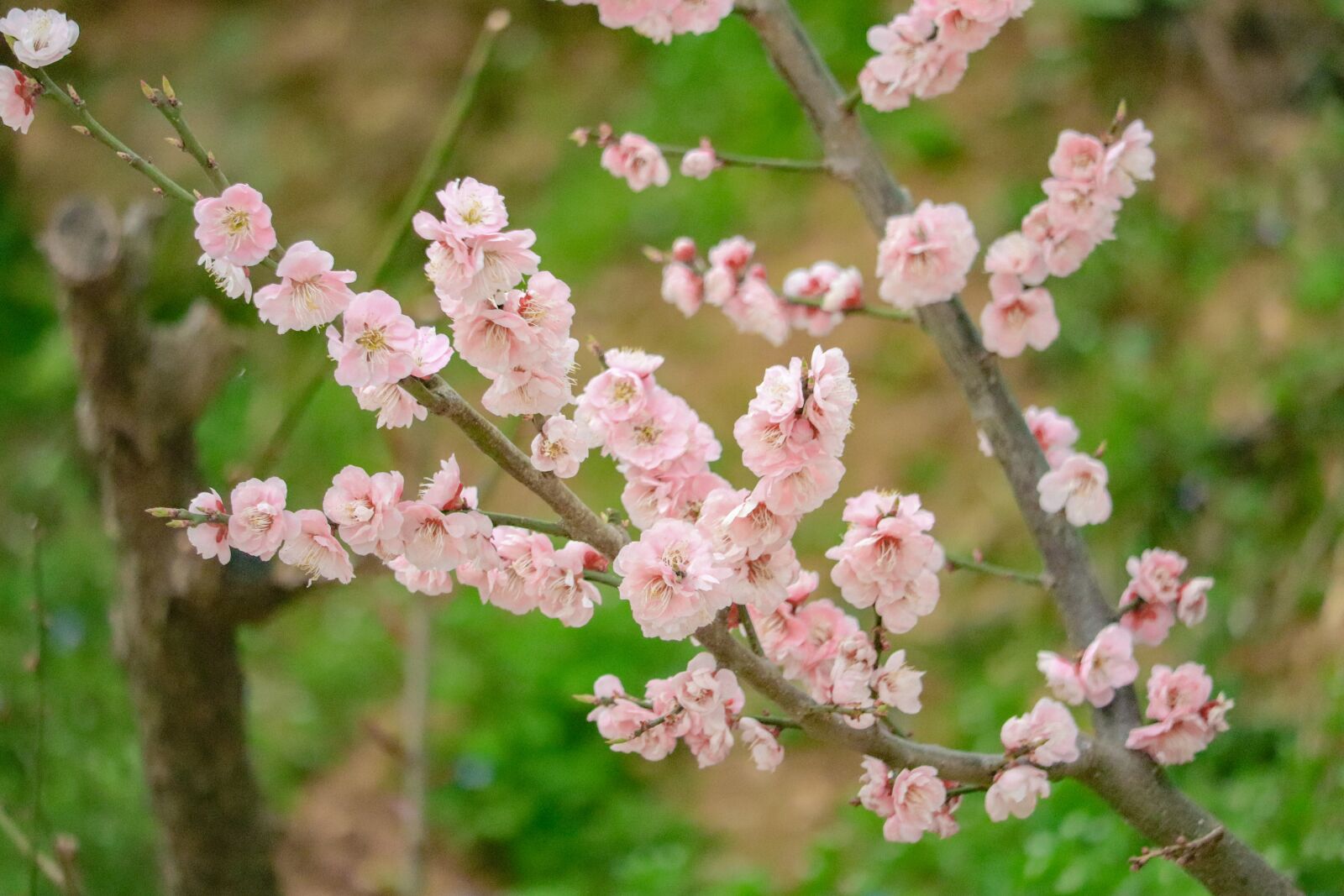 Canon EF-S 55-250mm F4-5.6 IS STM sample photo. Flowers, landscape, nature photography