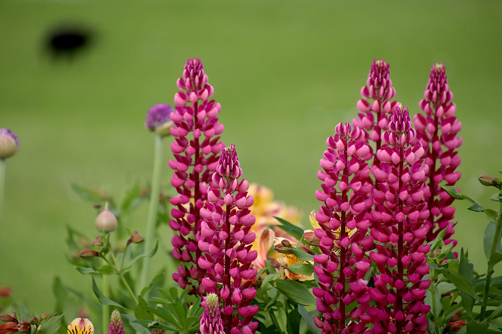 Canon EOS 800D (EOS Rebel T7i / EOS Kiss X9i) sample photo. Lupins, flowers, perennial plants photography