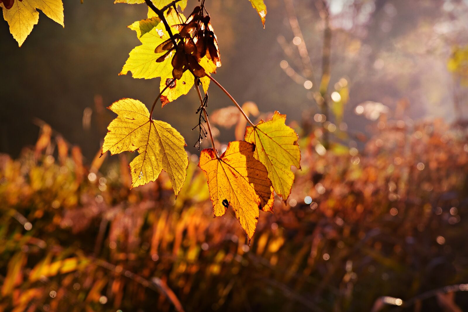 Nikon D750 sample photo. Leaf, foliage, branch photography