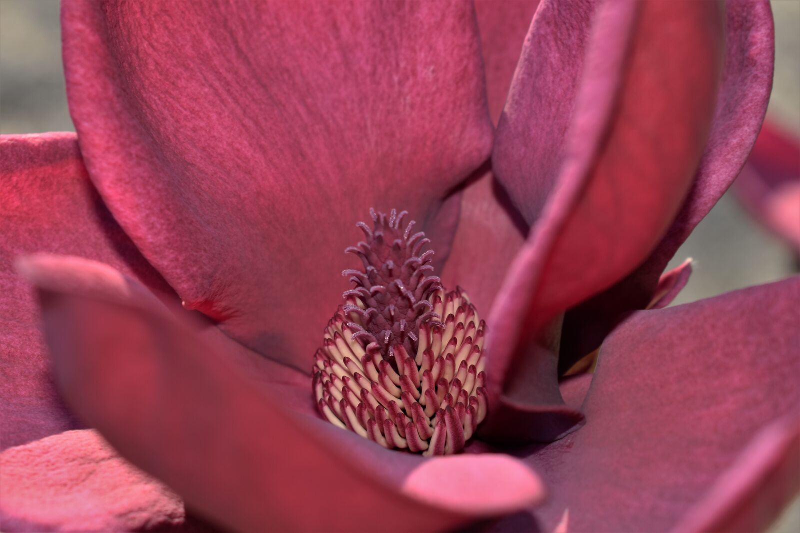 Nikon D5500 sample photo. Magnolia, blossom, bloom photography