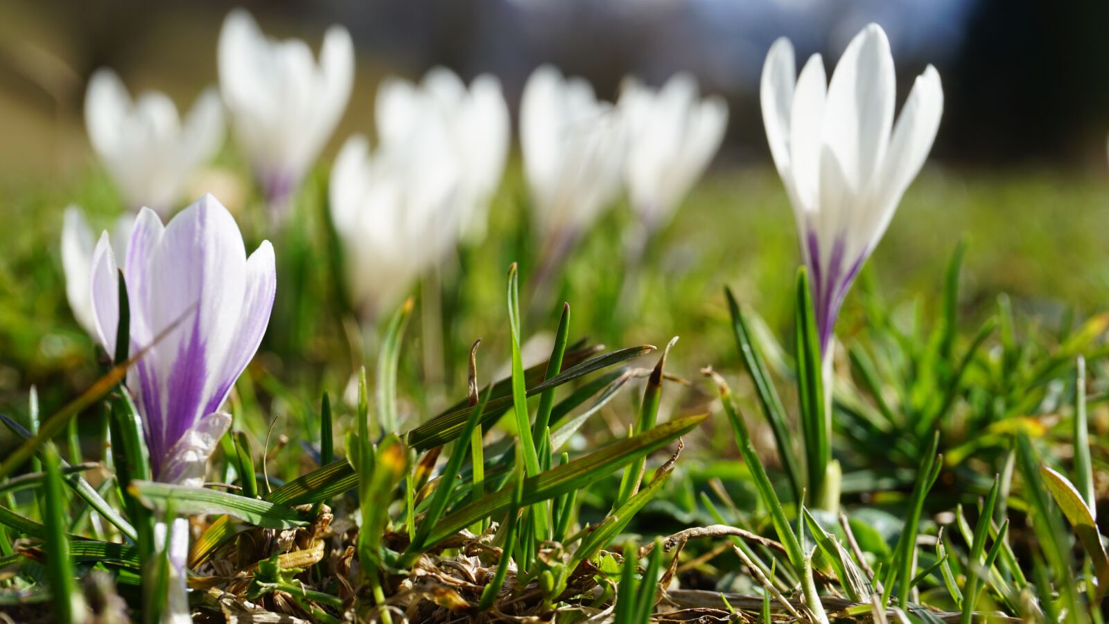 Sony a6000 sample photo. Flower, nature, white flower photography