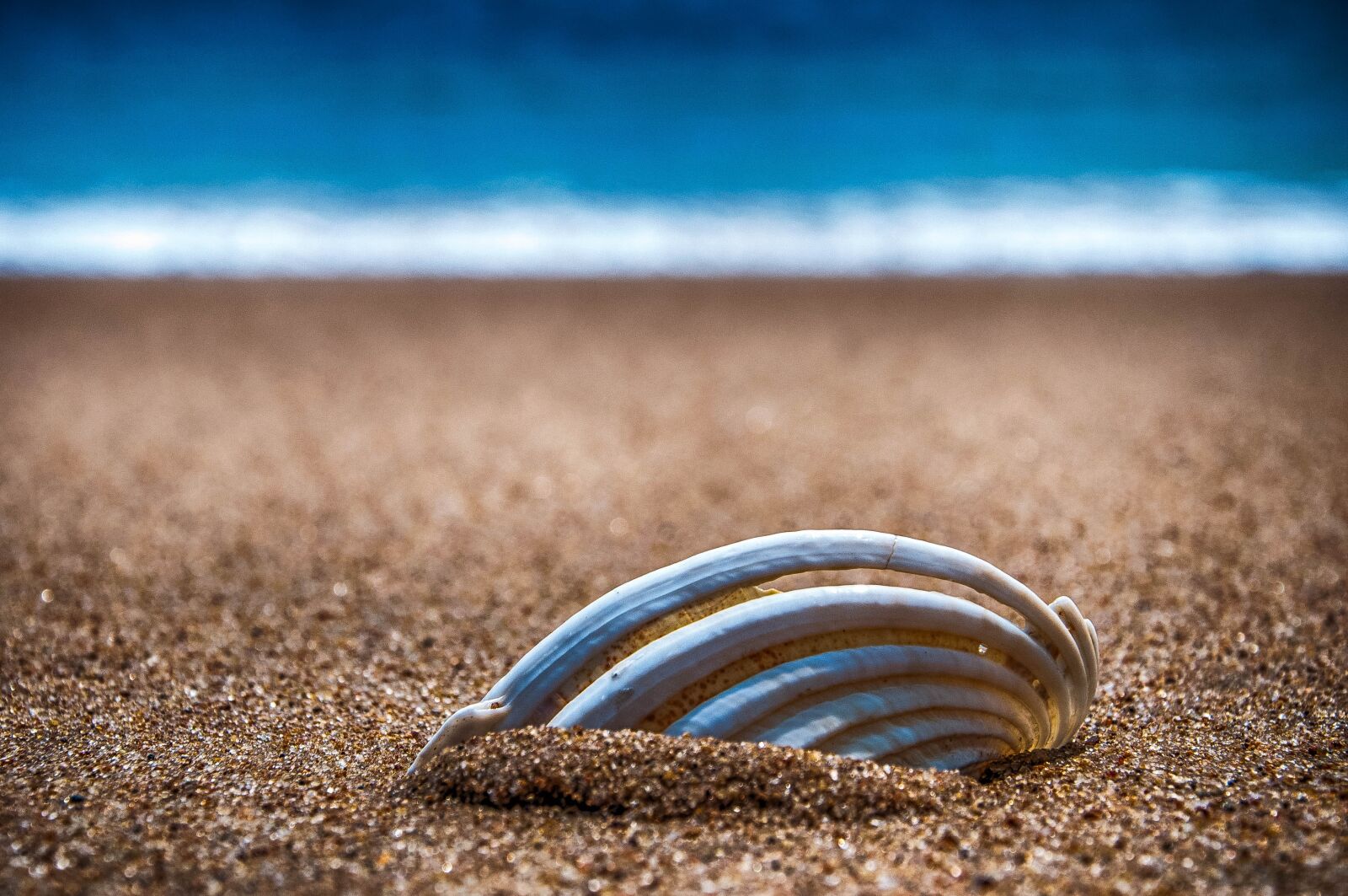 Nikon D90 sample photo. Beach, sand, shell photography