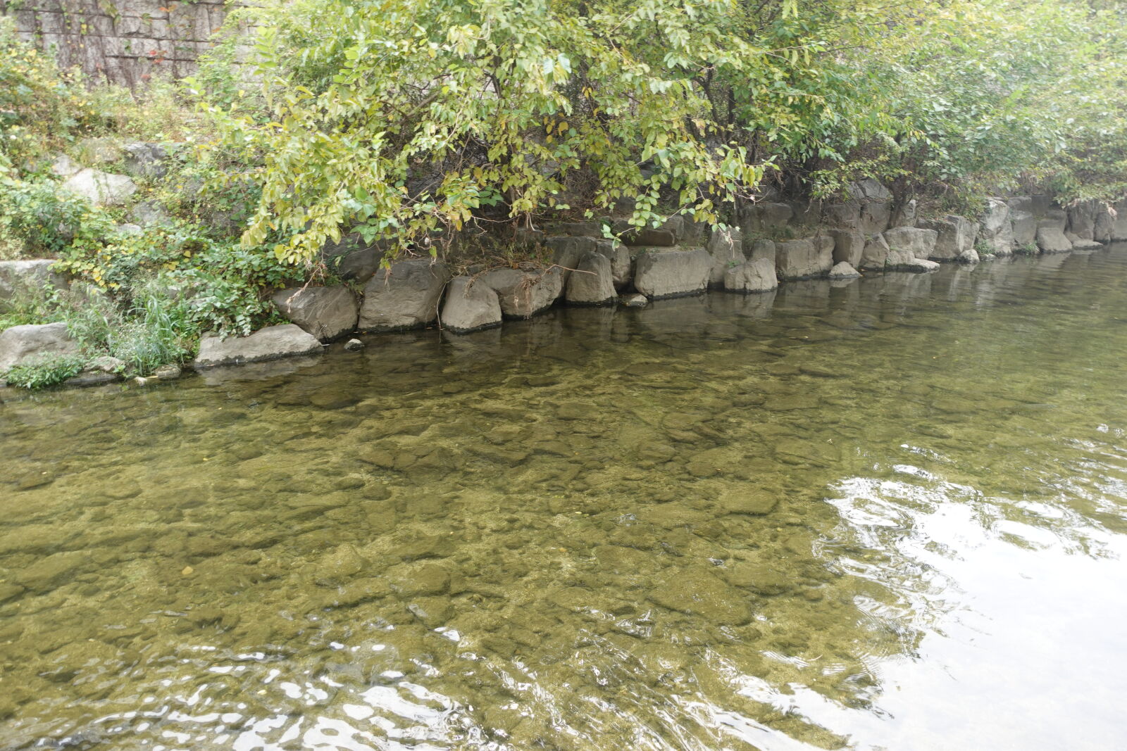 Sony ZV-1 sample photo